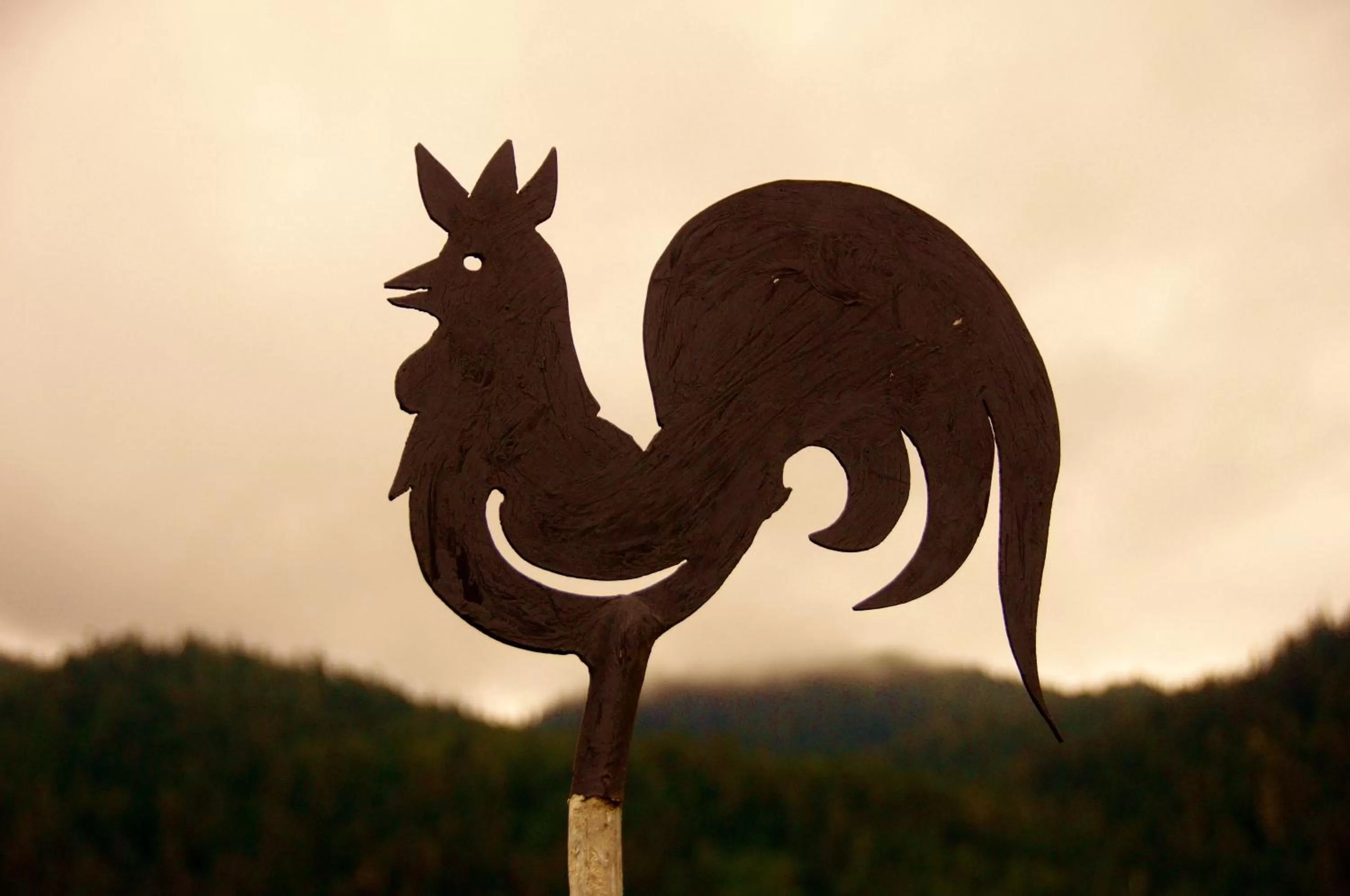 Property logo or sign in Black Rooster Guesthouse