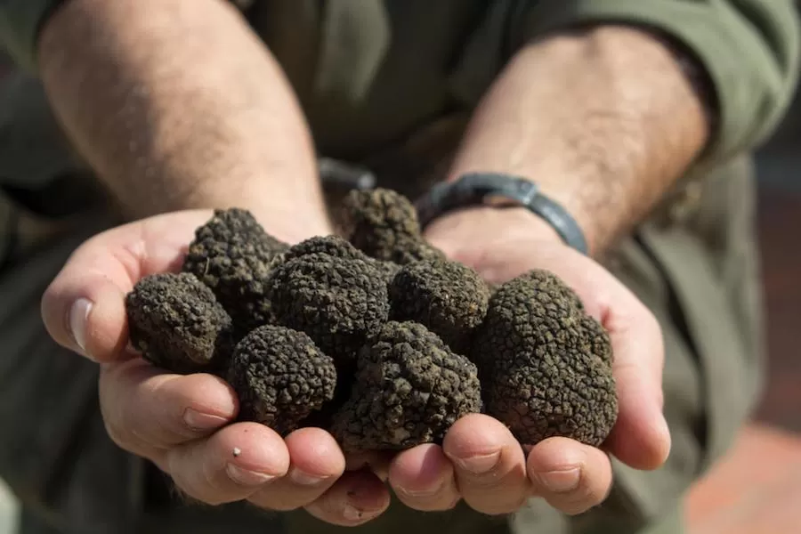 Food in novanta nature retreat