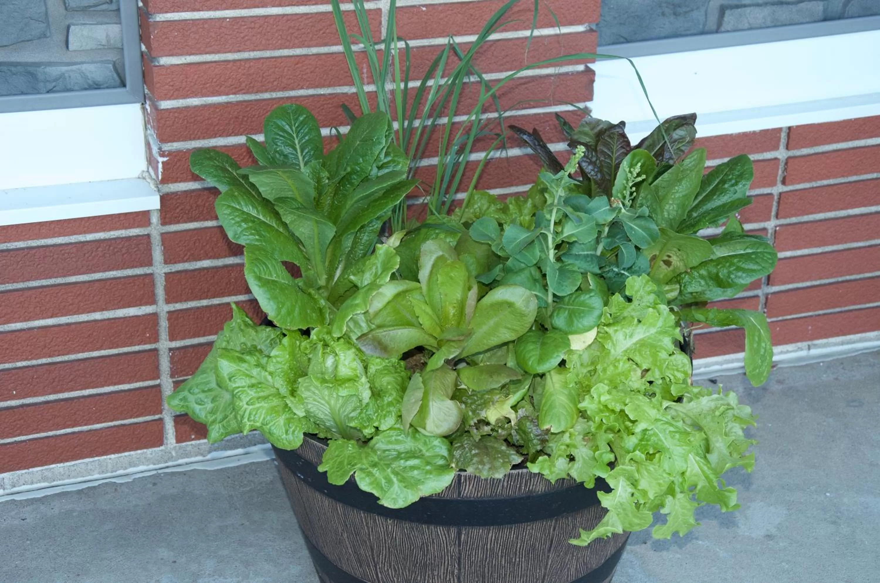 Patio in Sara Glen Motel - Saratoga Springs-Glens Falls