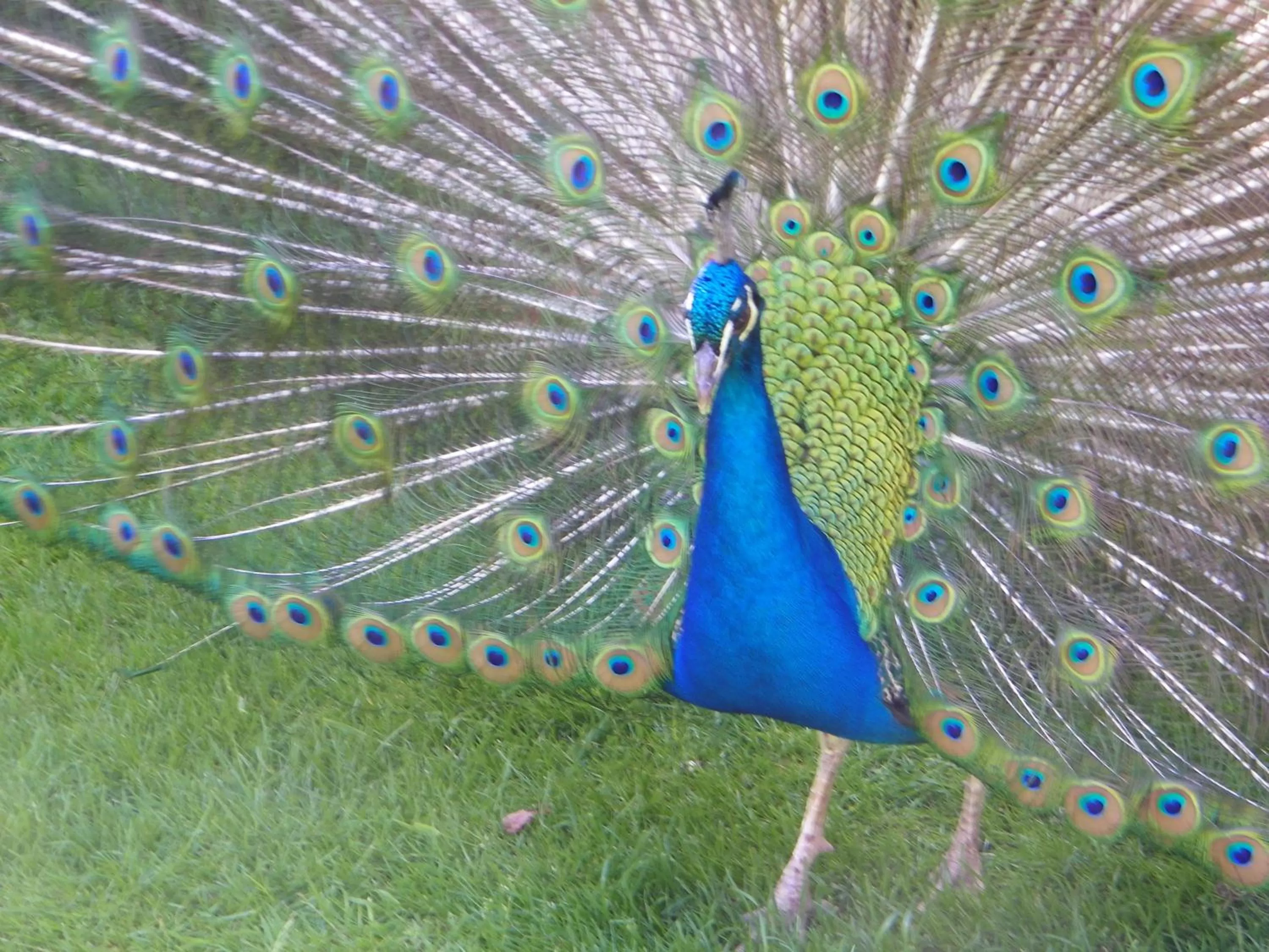 Animals in Manoir Francis