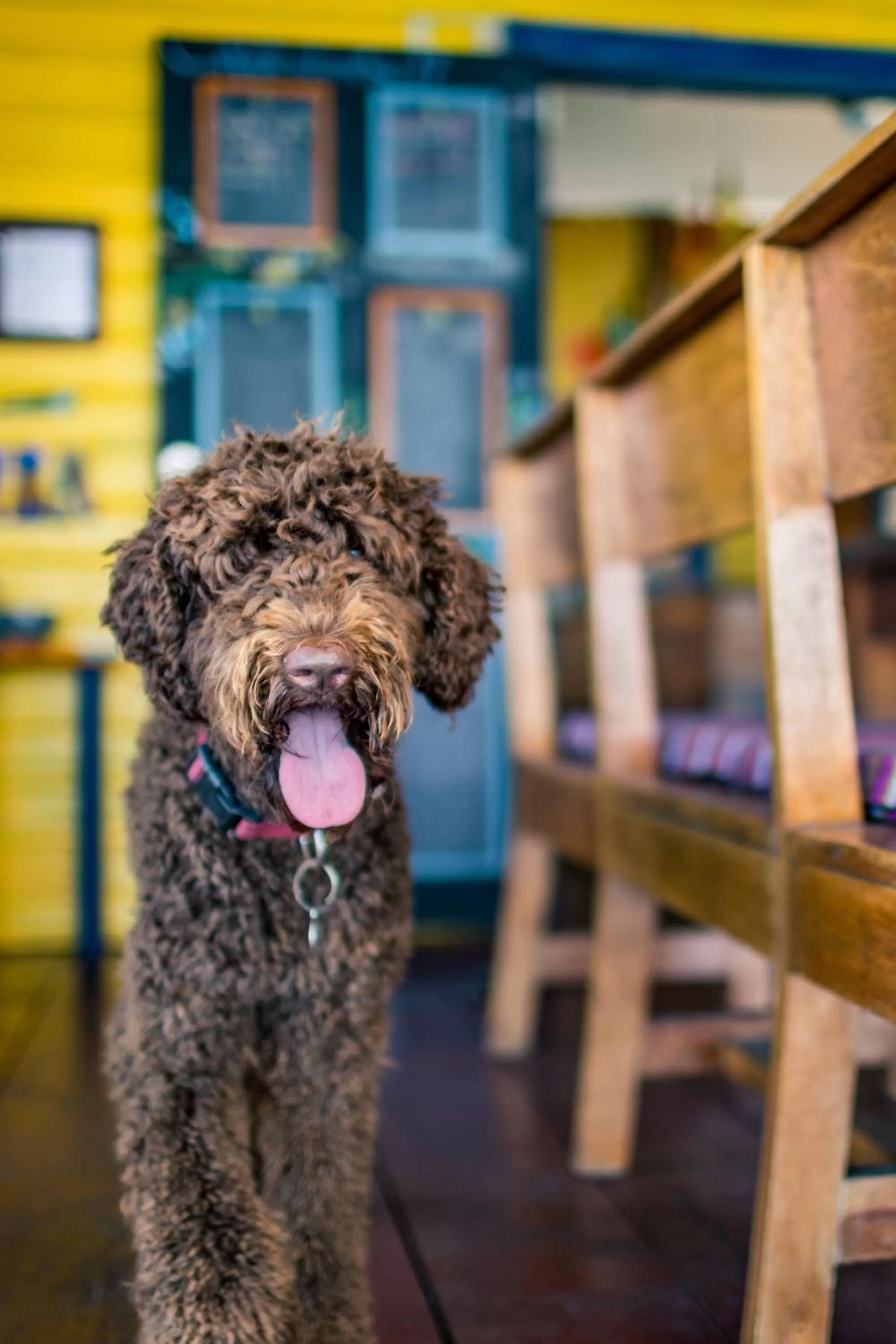 Pets in Barrbra BnB Over The Sea