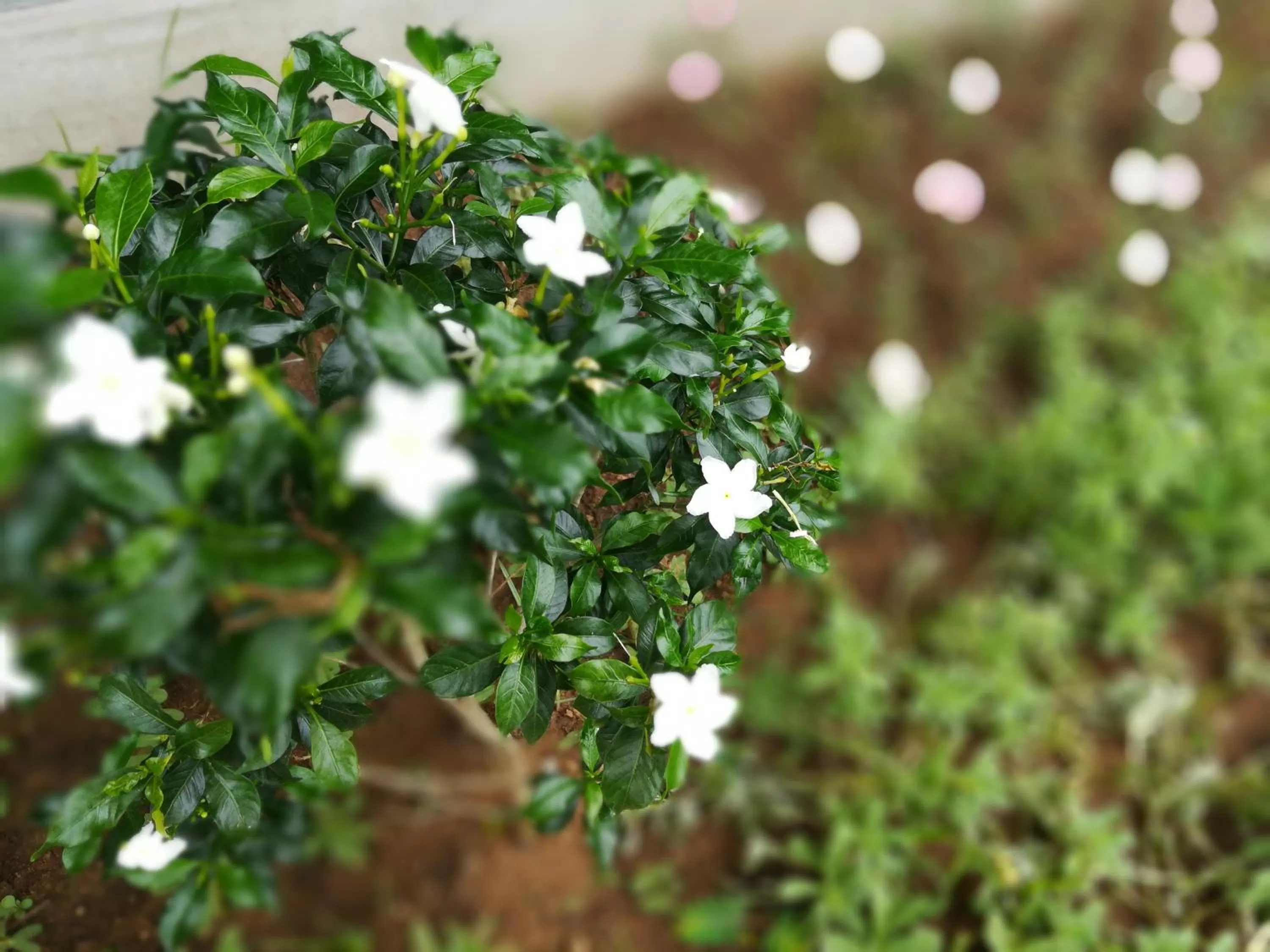 Garden in Lake Bliss