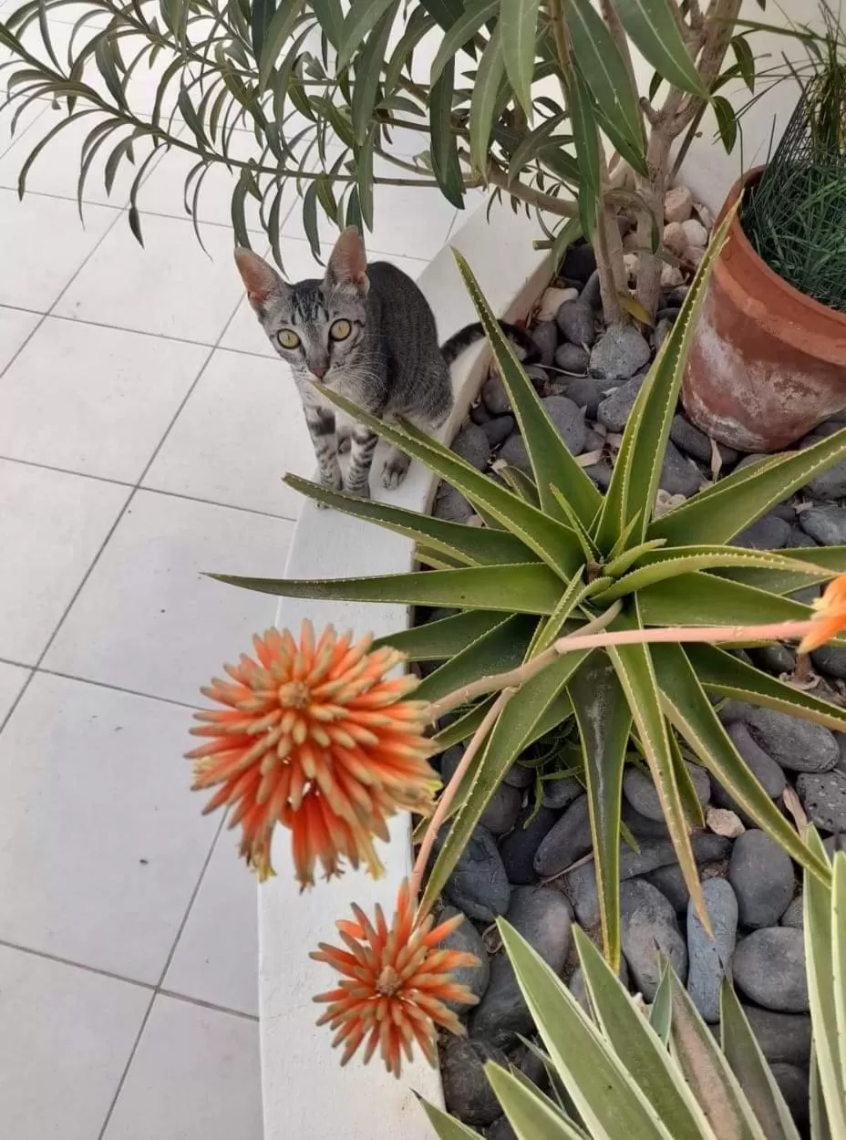 Garden in B&B Sereia Azul Boa Vista