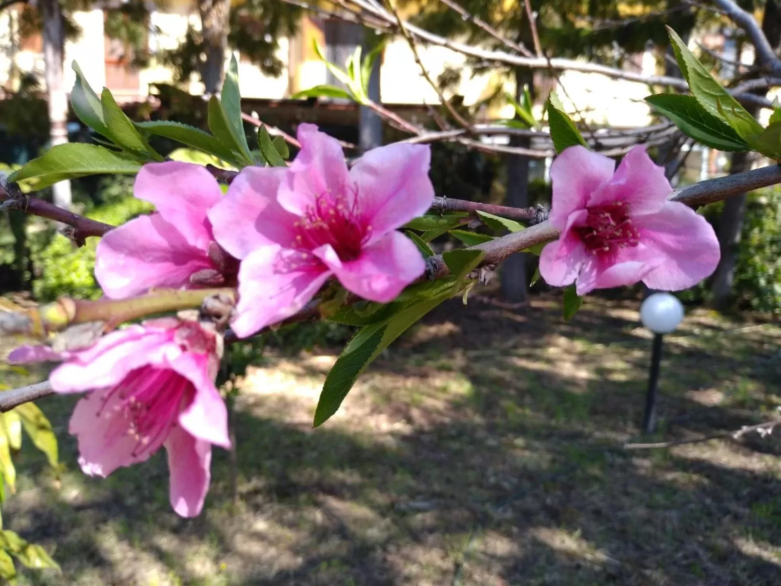 Garden in Villa Magnolia B&B