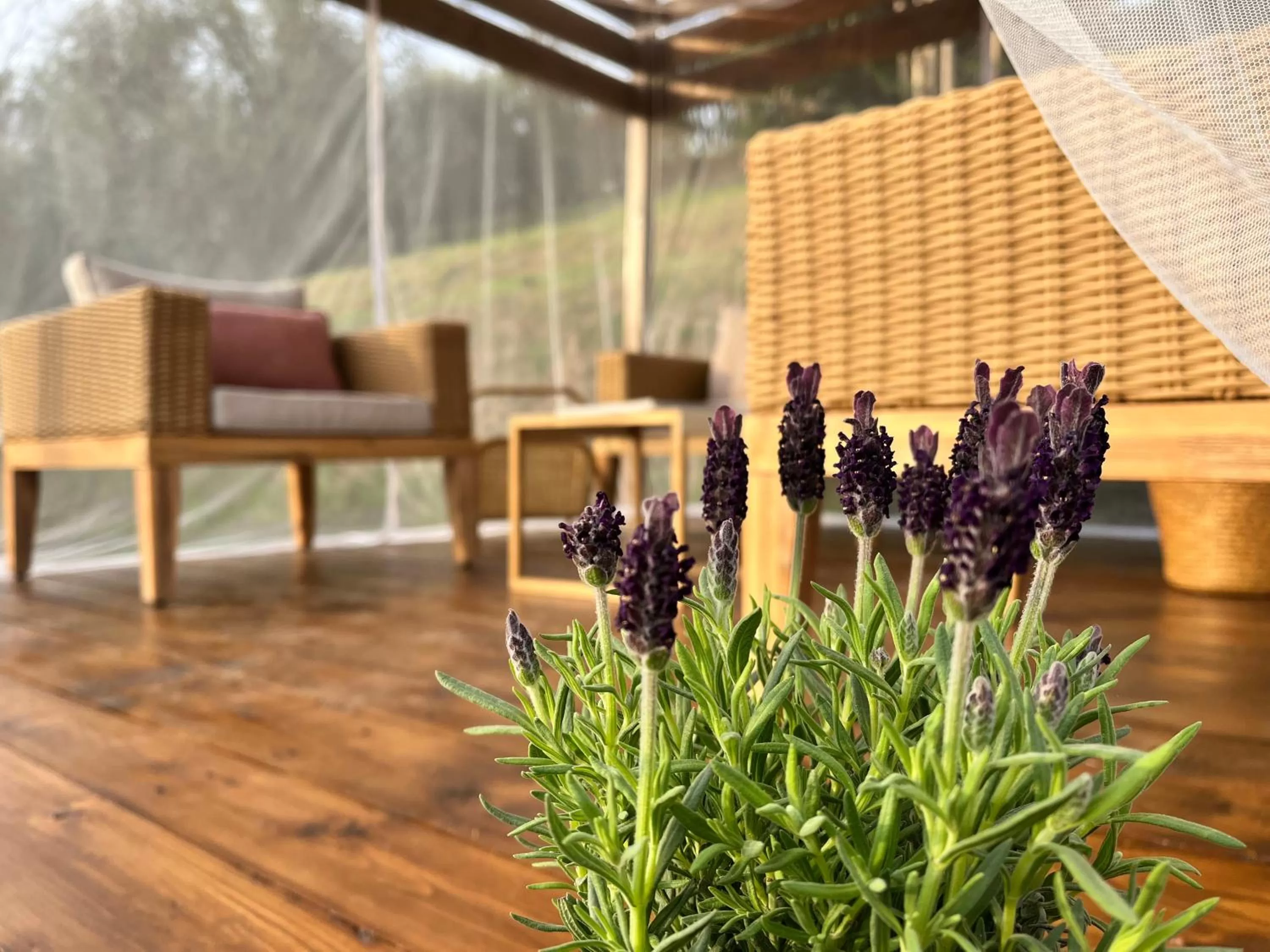 Garden in Casa del Pino