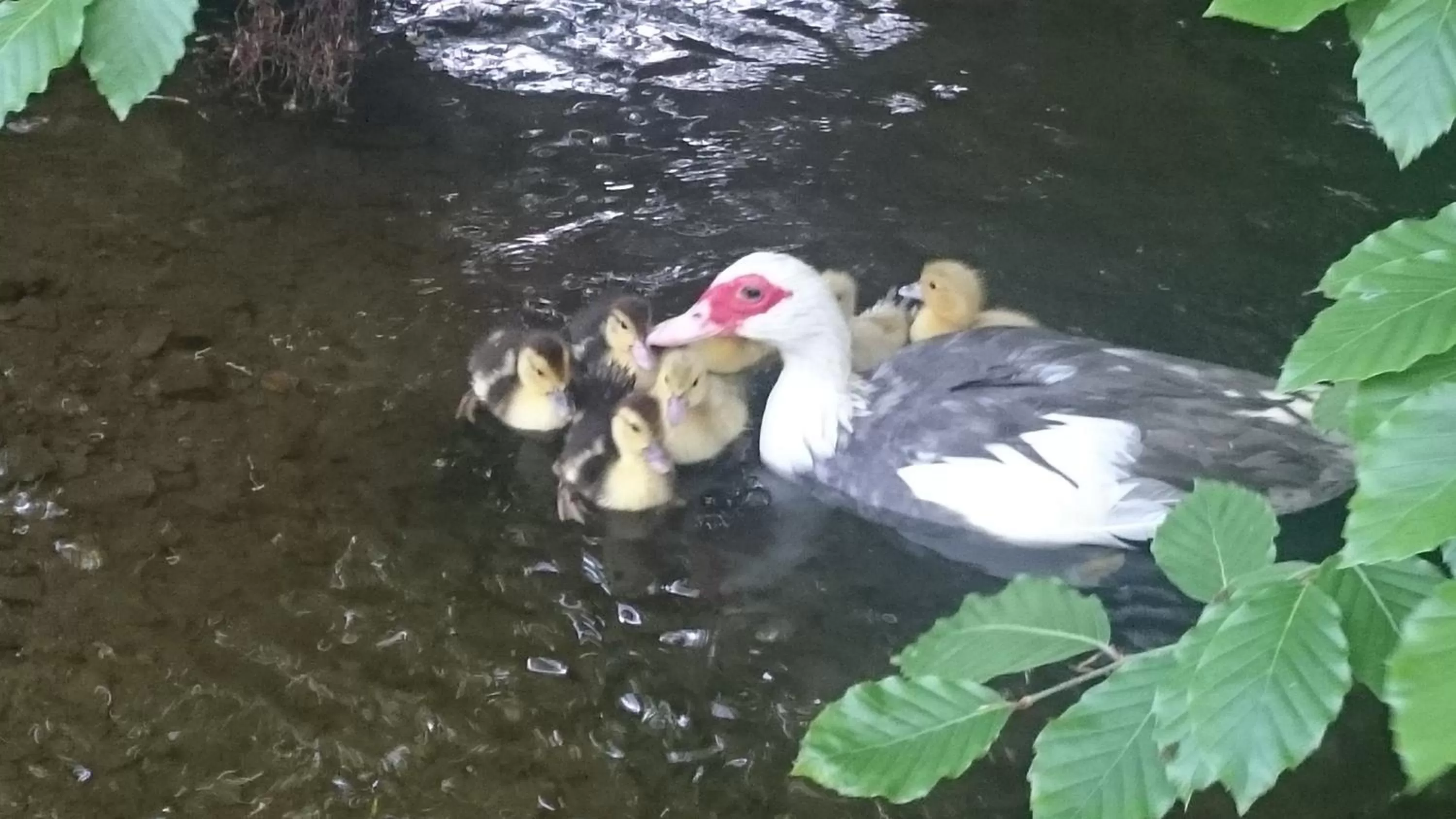 Animals in Claw House