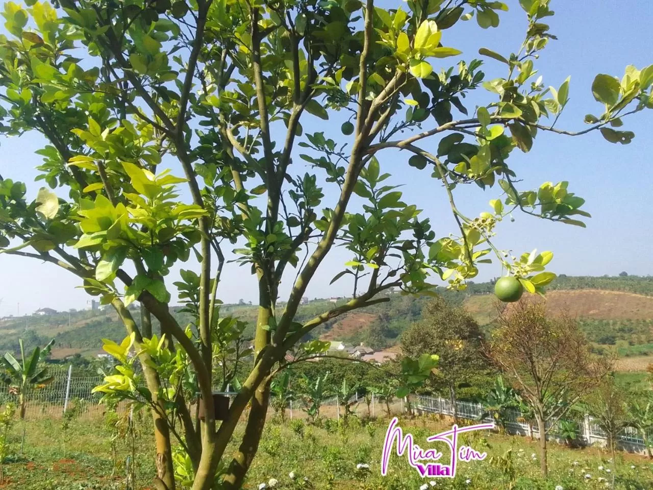Natural landscape in Mùa Tím Villa
