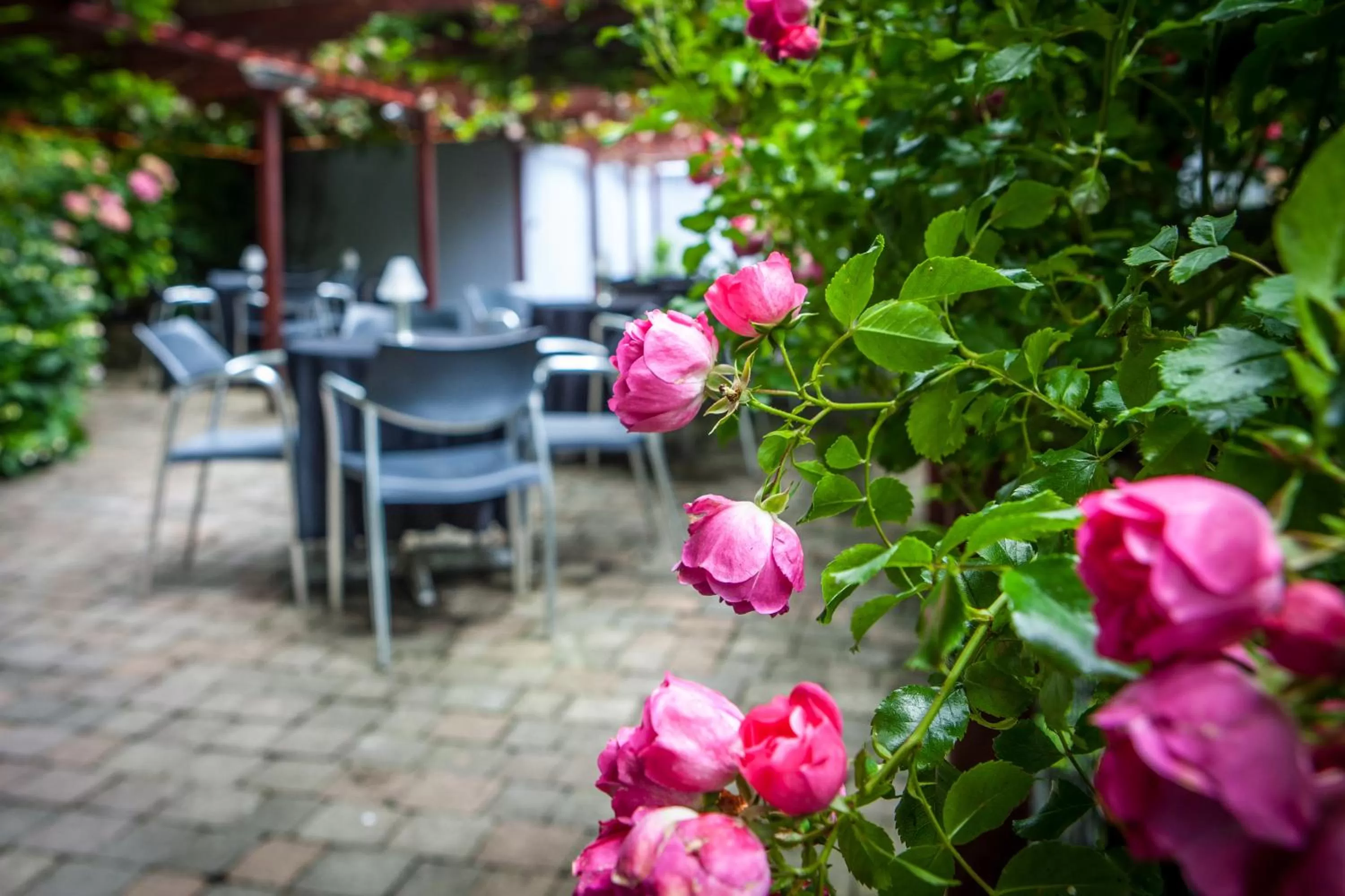 Garden in Ballyroe Lodge