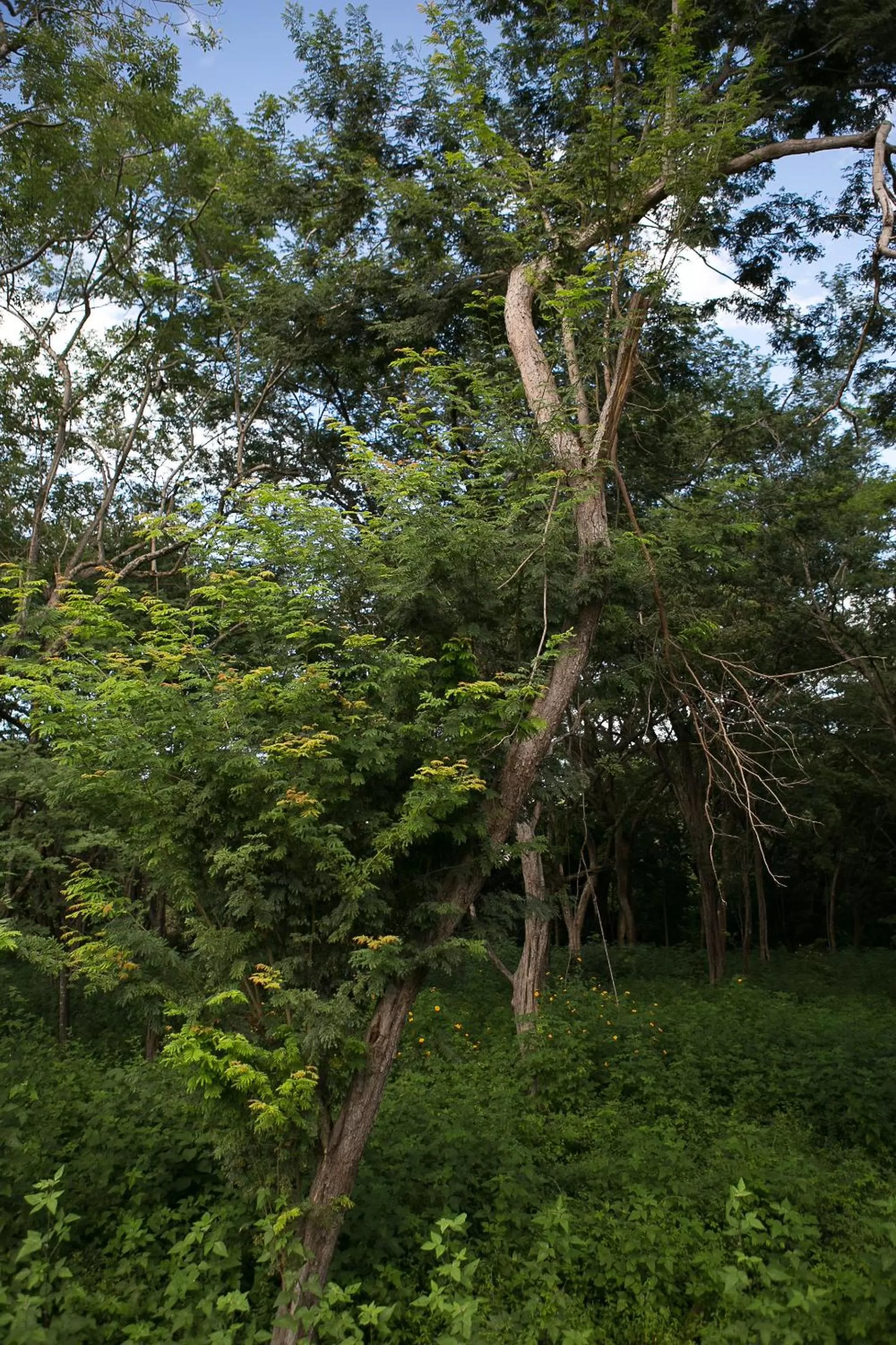 Bird's eye view in Tamarindo Sunshine