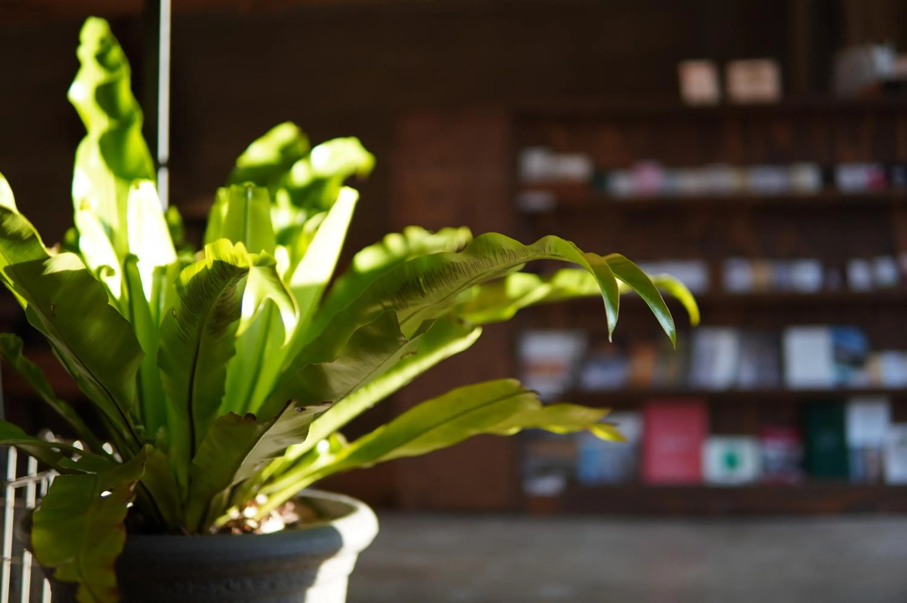 Lounge or bar in Hostel Niniroom