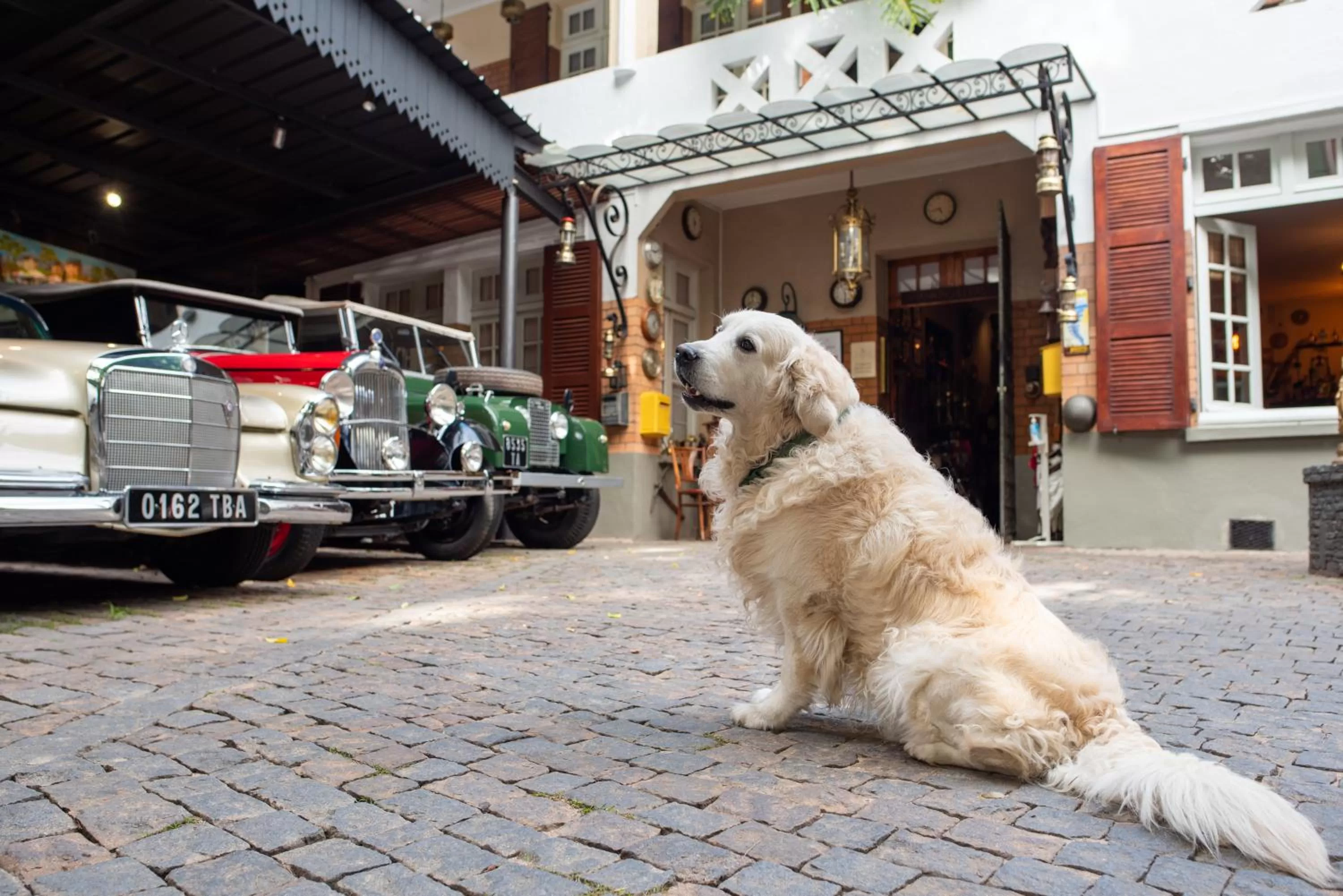 Property building, Pets in La Varangue