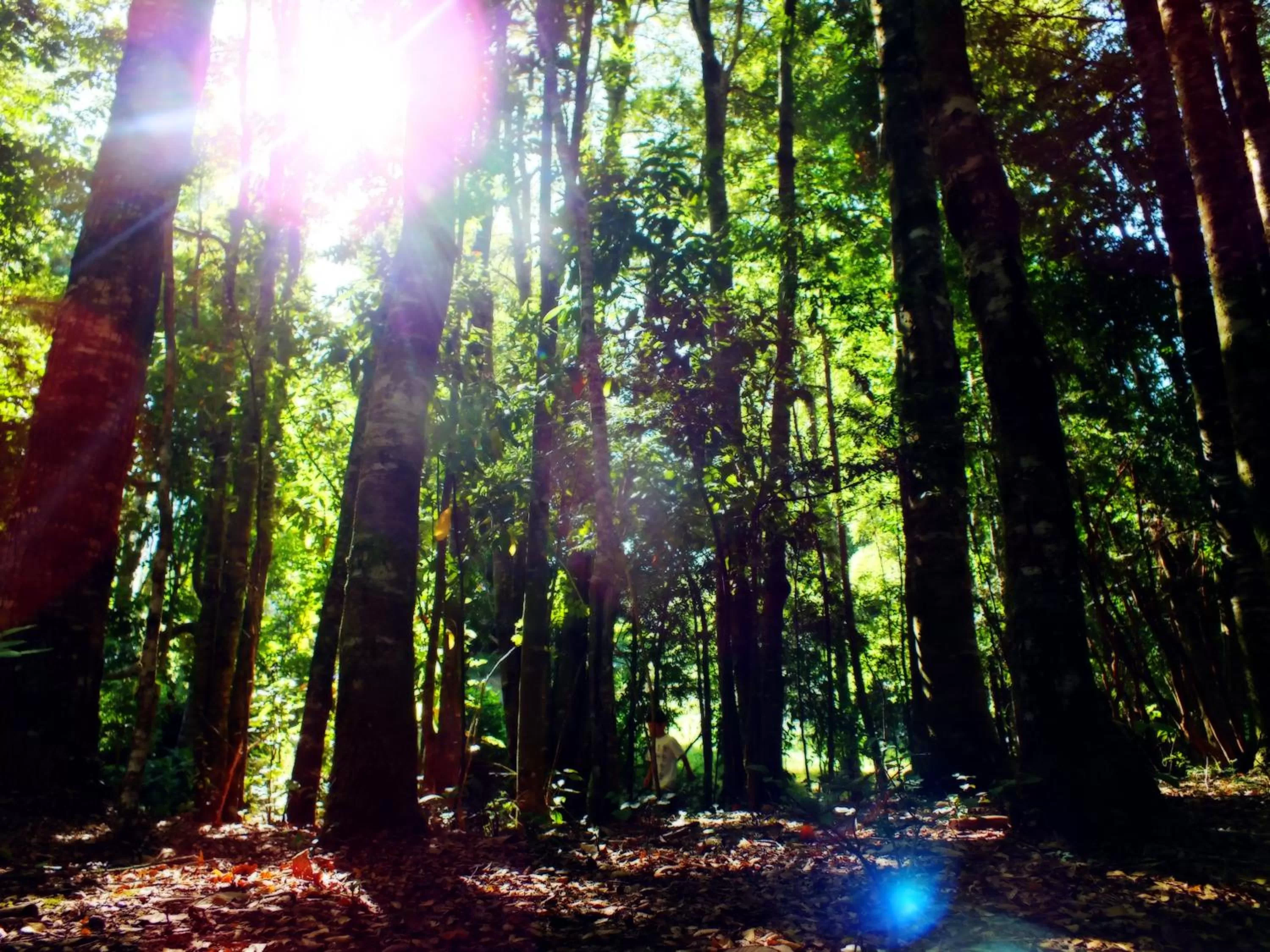 Garden view in Hotel Salto del Carileufu