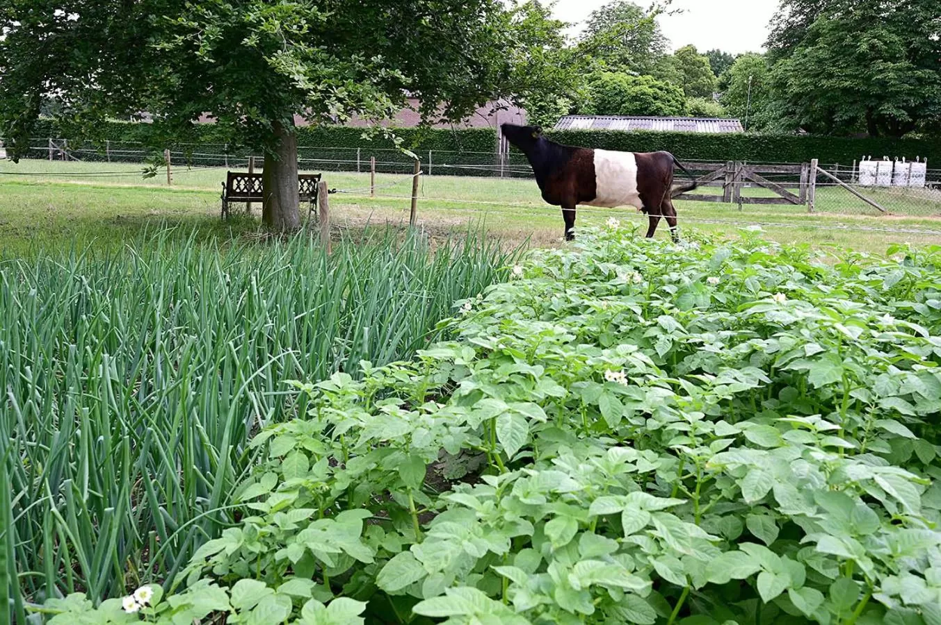 De Lakenvelder B&B Eersel
