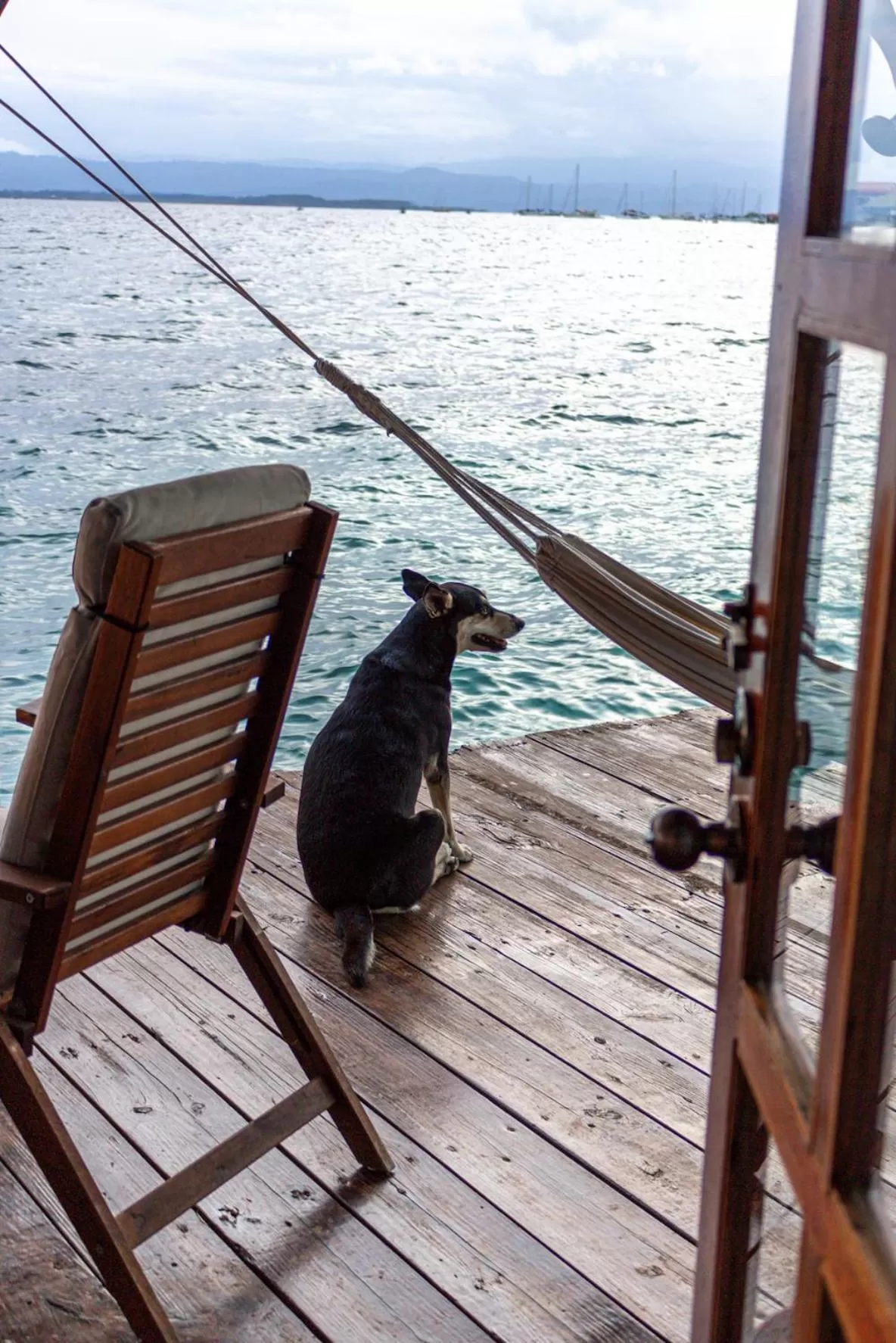 Other Animals in Casa Acuario Boutique Hotel