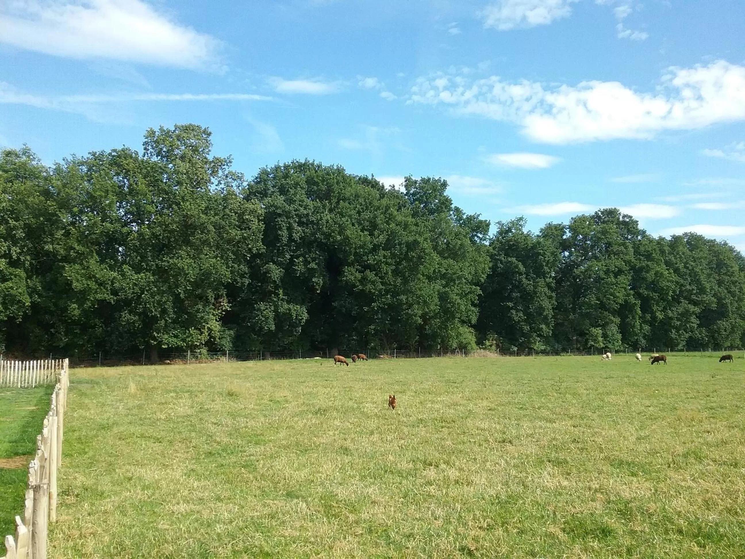 Natural landscape, Garden in B&B De Dulle Koe