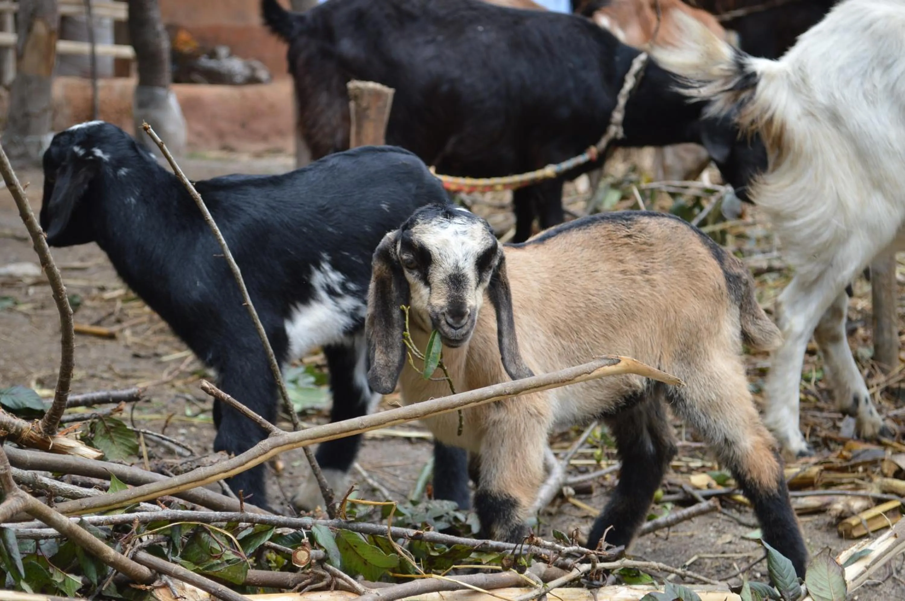 Hotel At The End Of The Universe