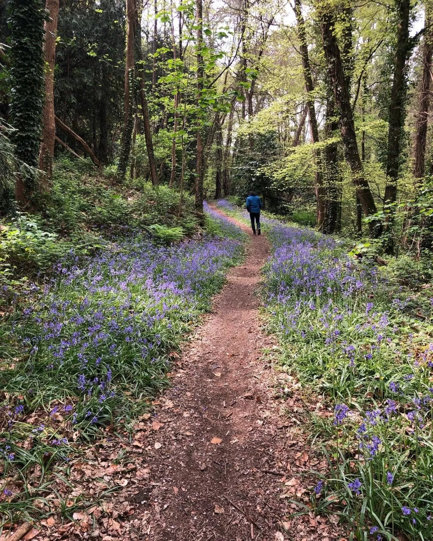 Natural landscape in Fleurs de lin
