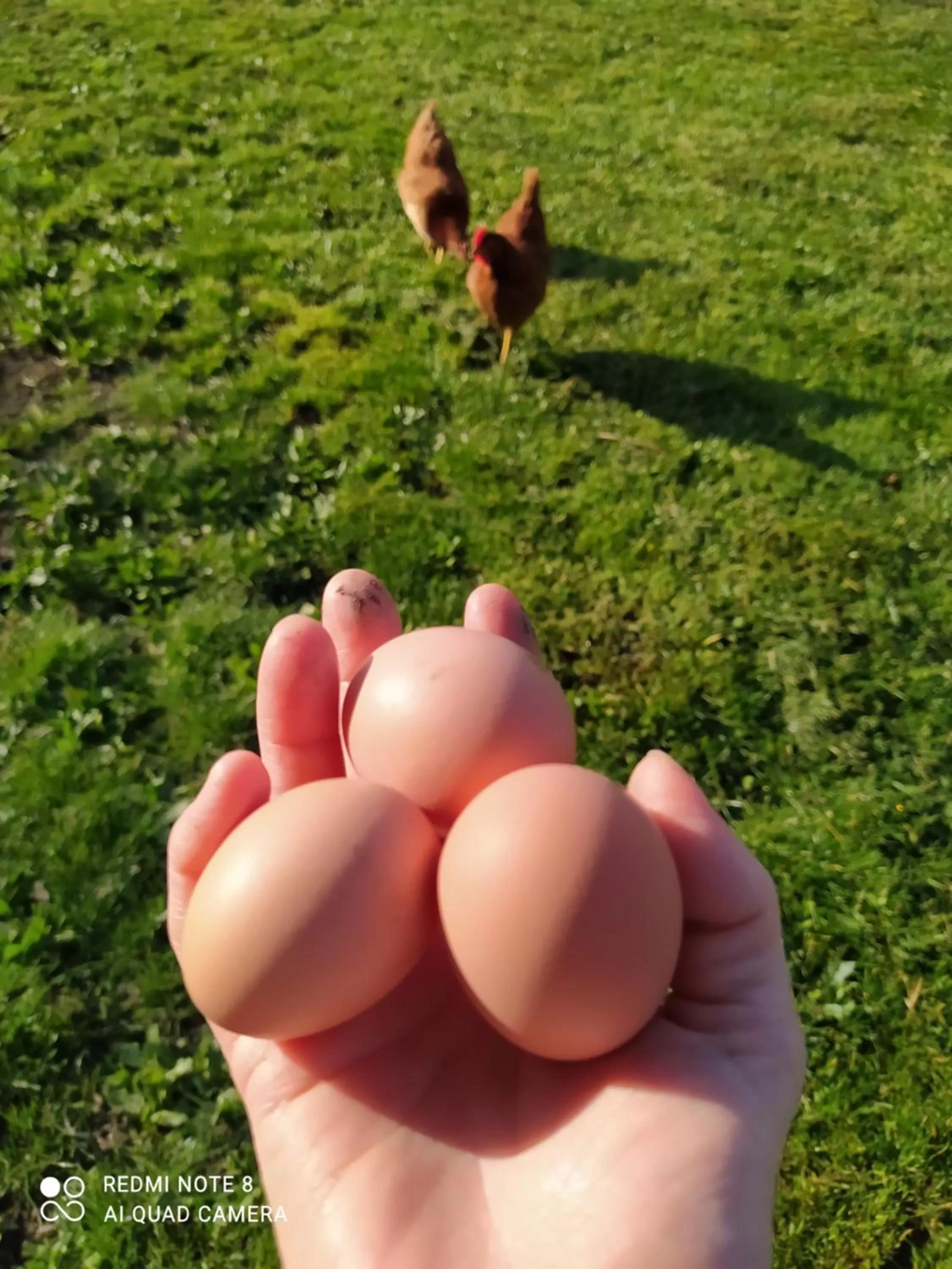 Animals in Ker Anahid - L'Atelier