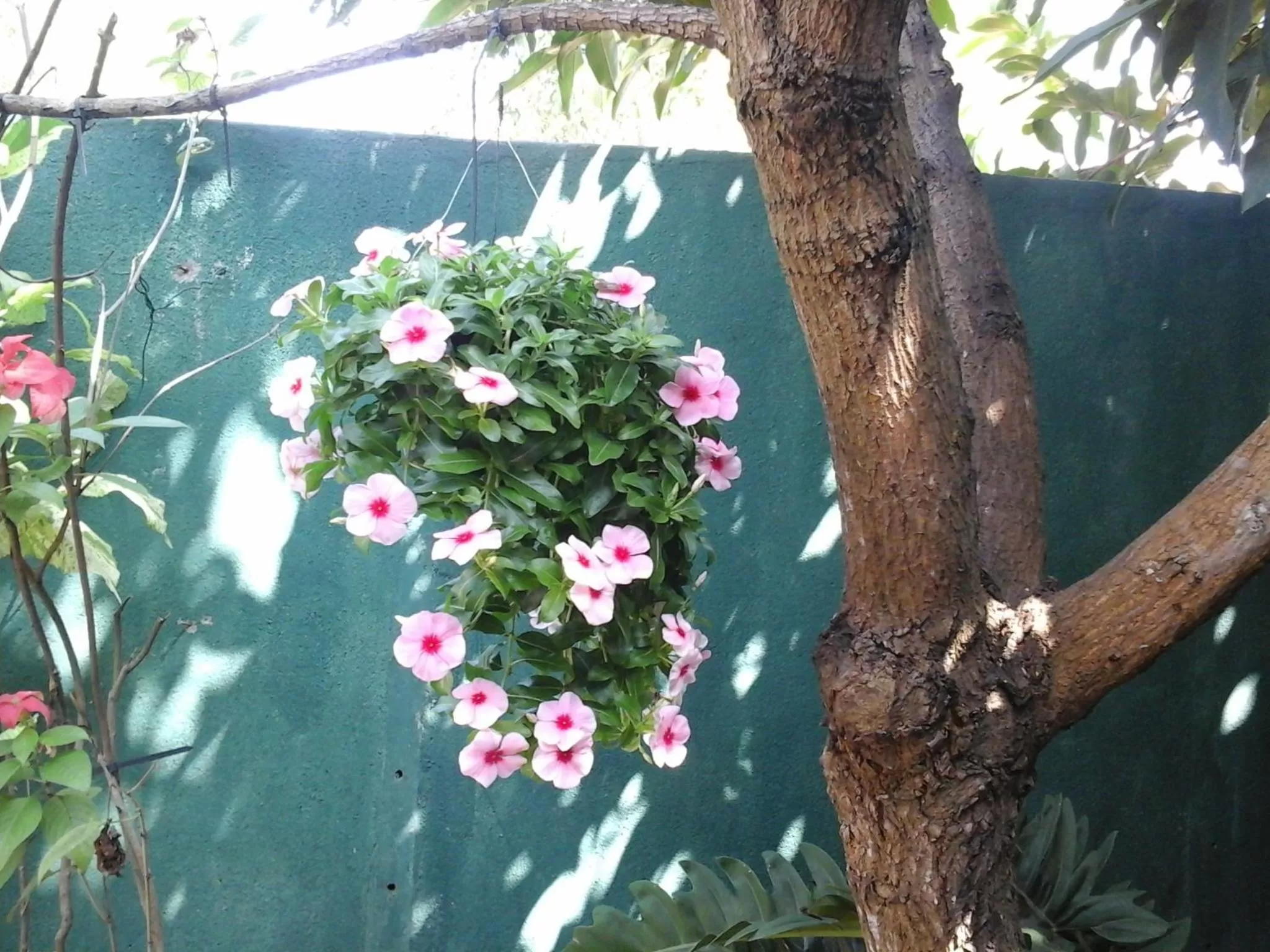 Day, Other Animals in House Of Esanya