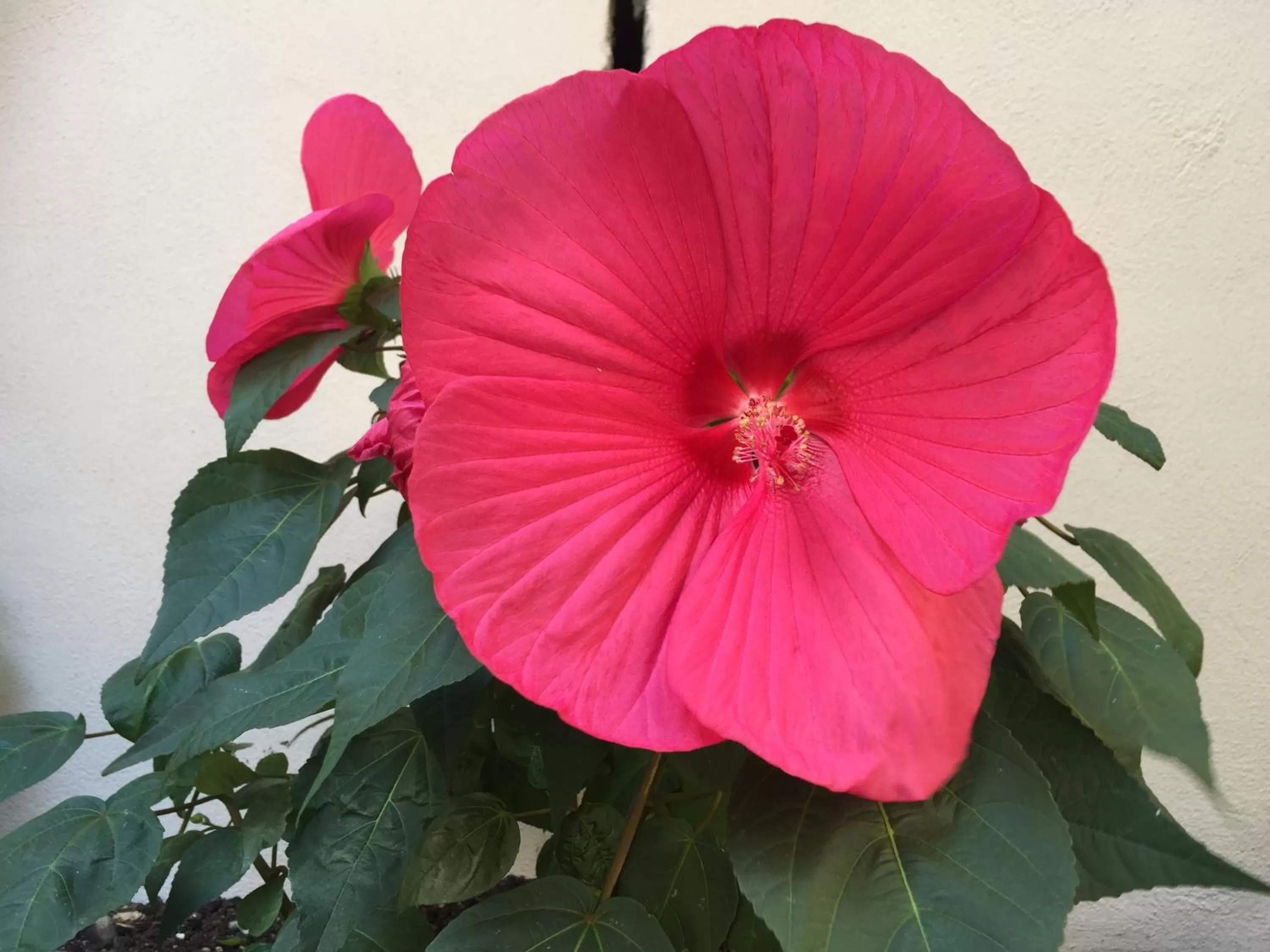 Garden in Residenza Elisa