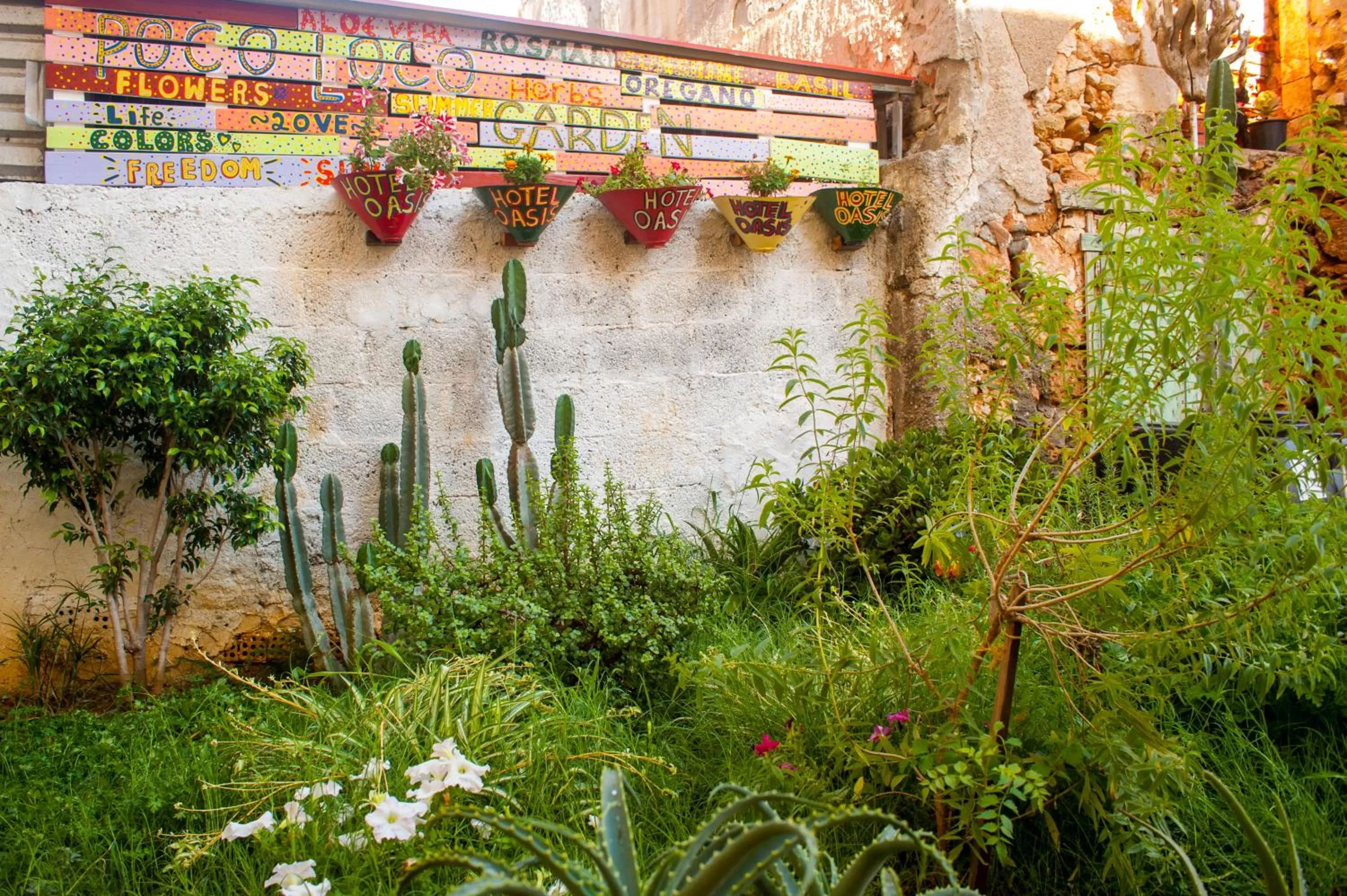 Garden in Poco Loco Bed & Breakfast