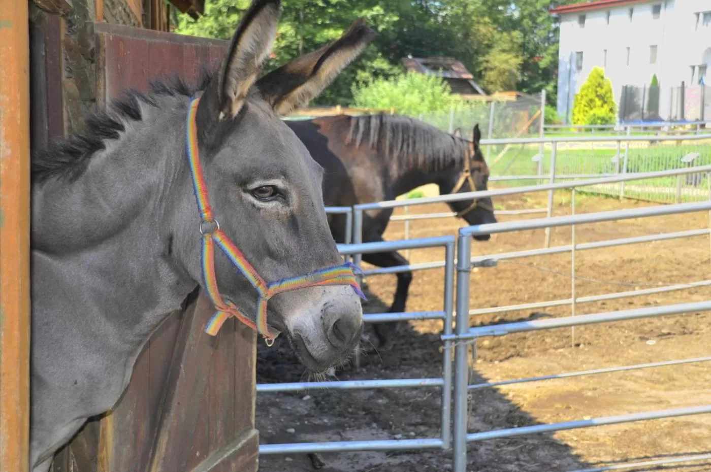 Animals, Other Animals in Ziołowa Dolina