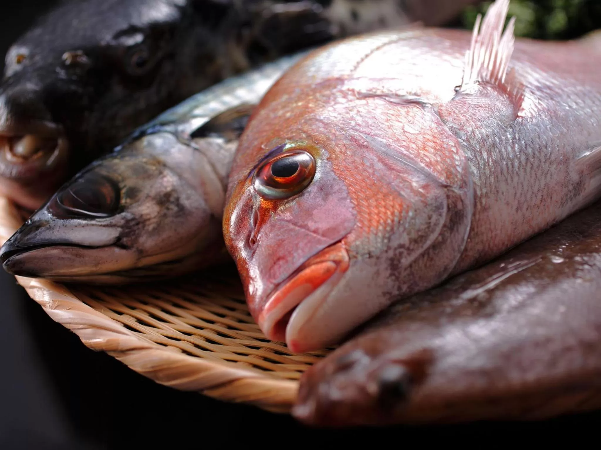 Restaurant/places to eat in Saka Hotel Kyoto