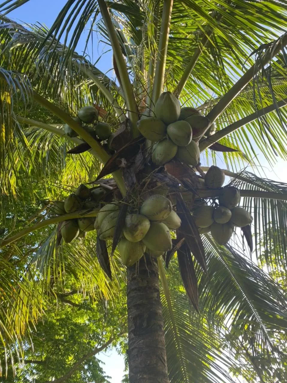 Villa Cajou (Chambre d'hôtes chez l'habitant)