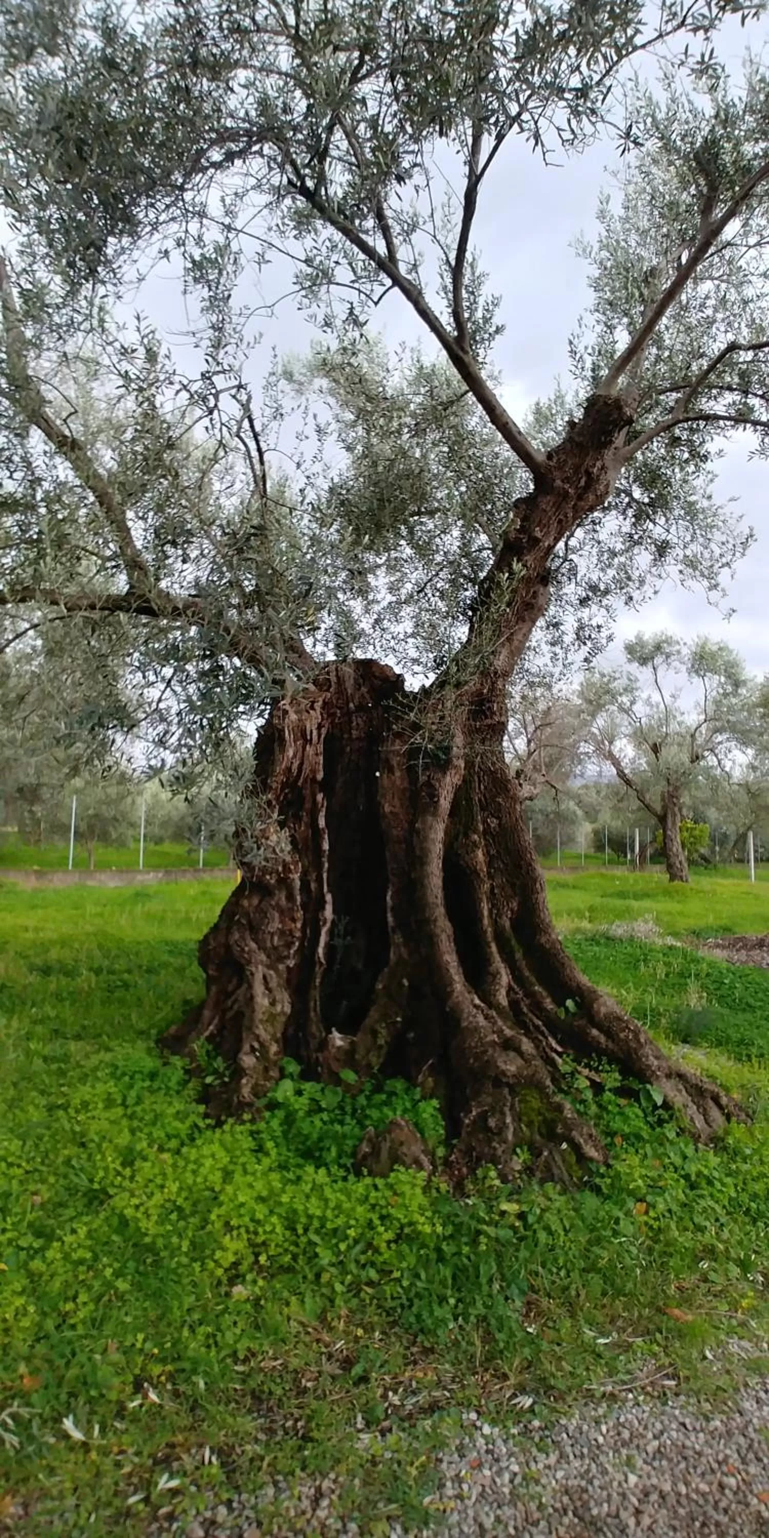 Natural landscape in La Piana degli Ulivi