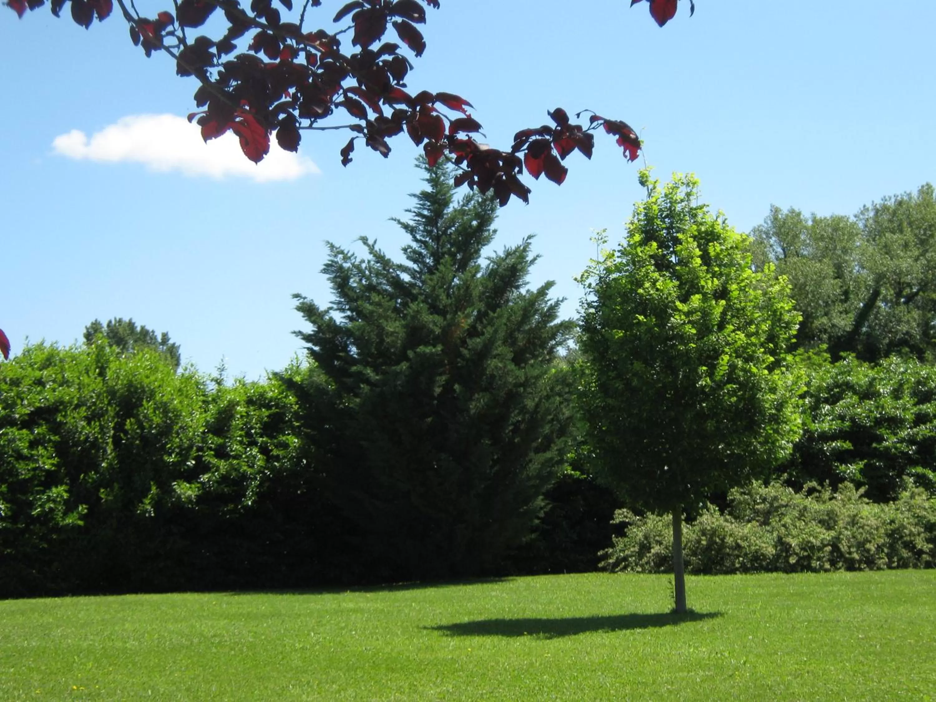 Natural landscape, Garden in B & B OASI