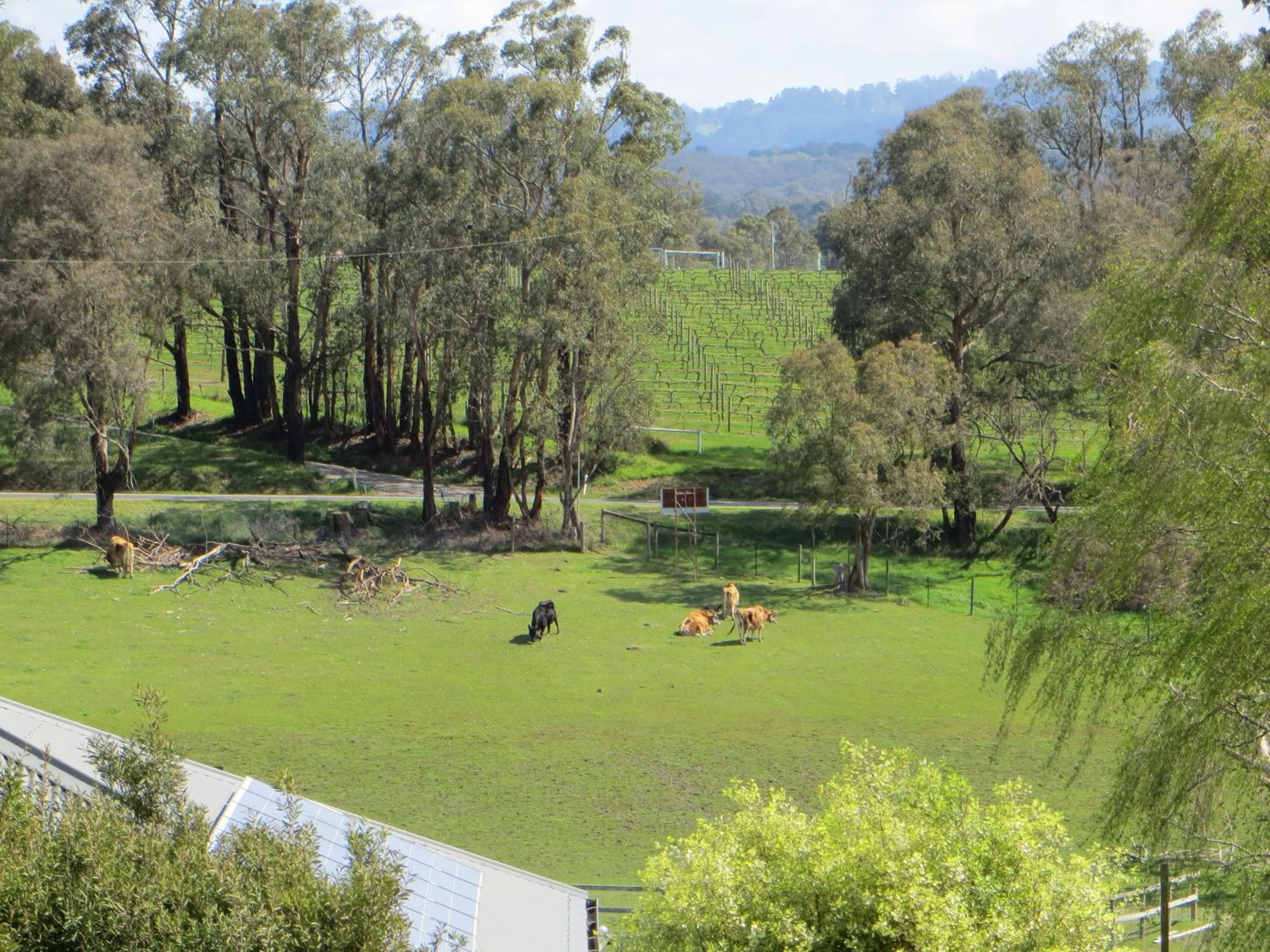 Garden in Honeyeater Cottage