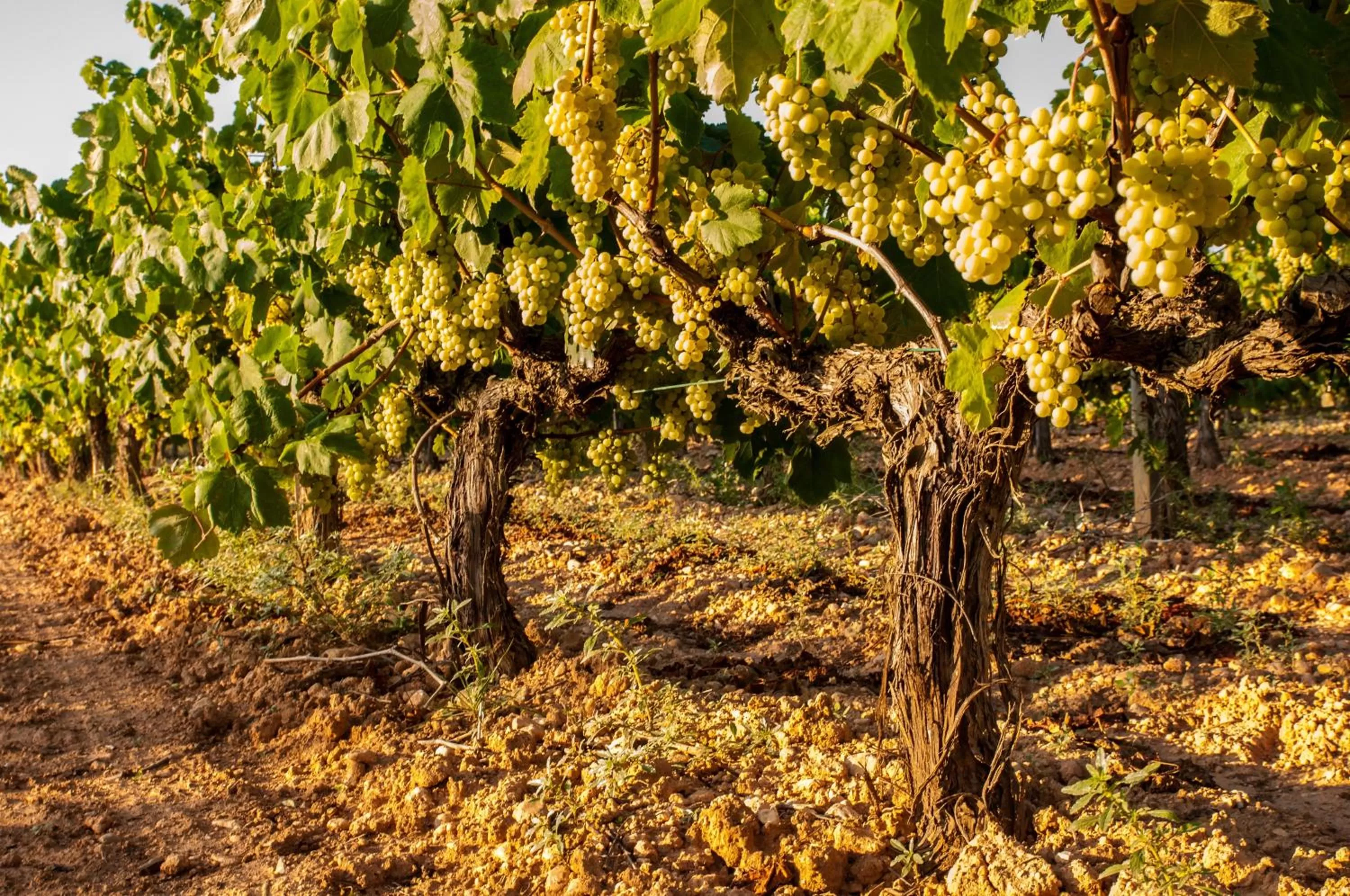 Other in Praktik Vinoteca