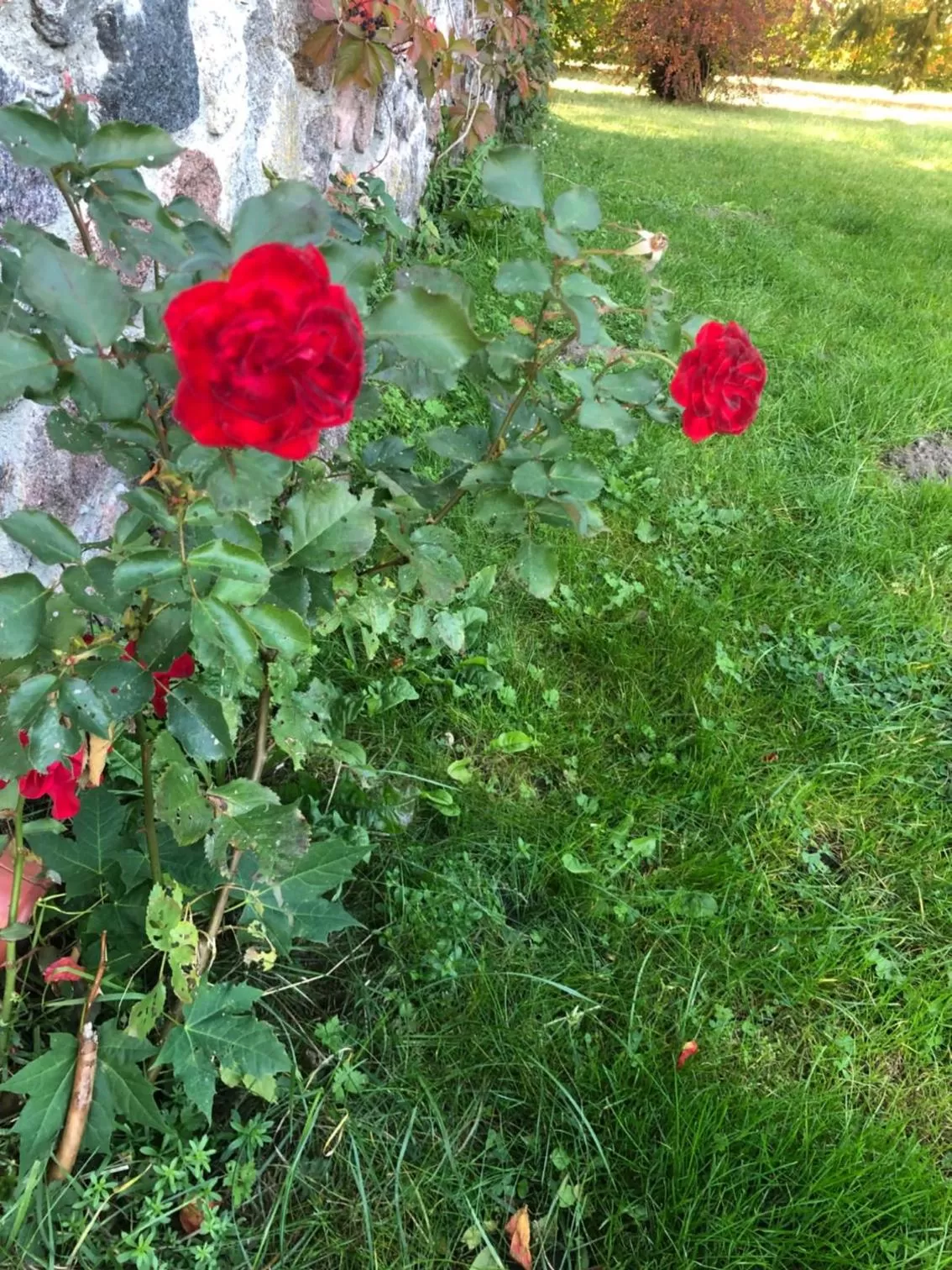 Leśna Residence & SPA