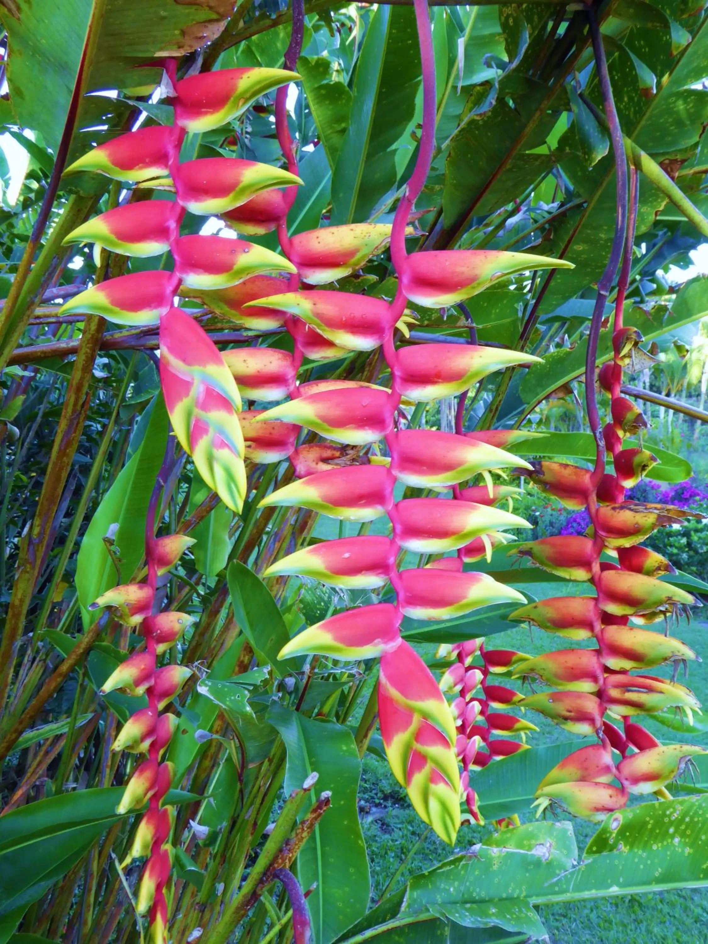 Garden in Finca El Cielo