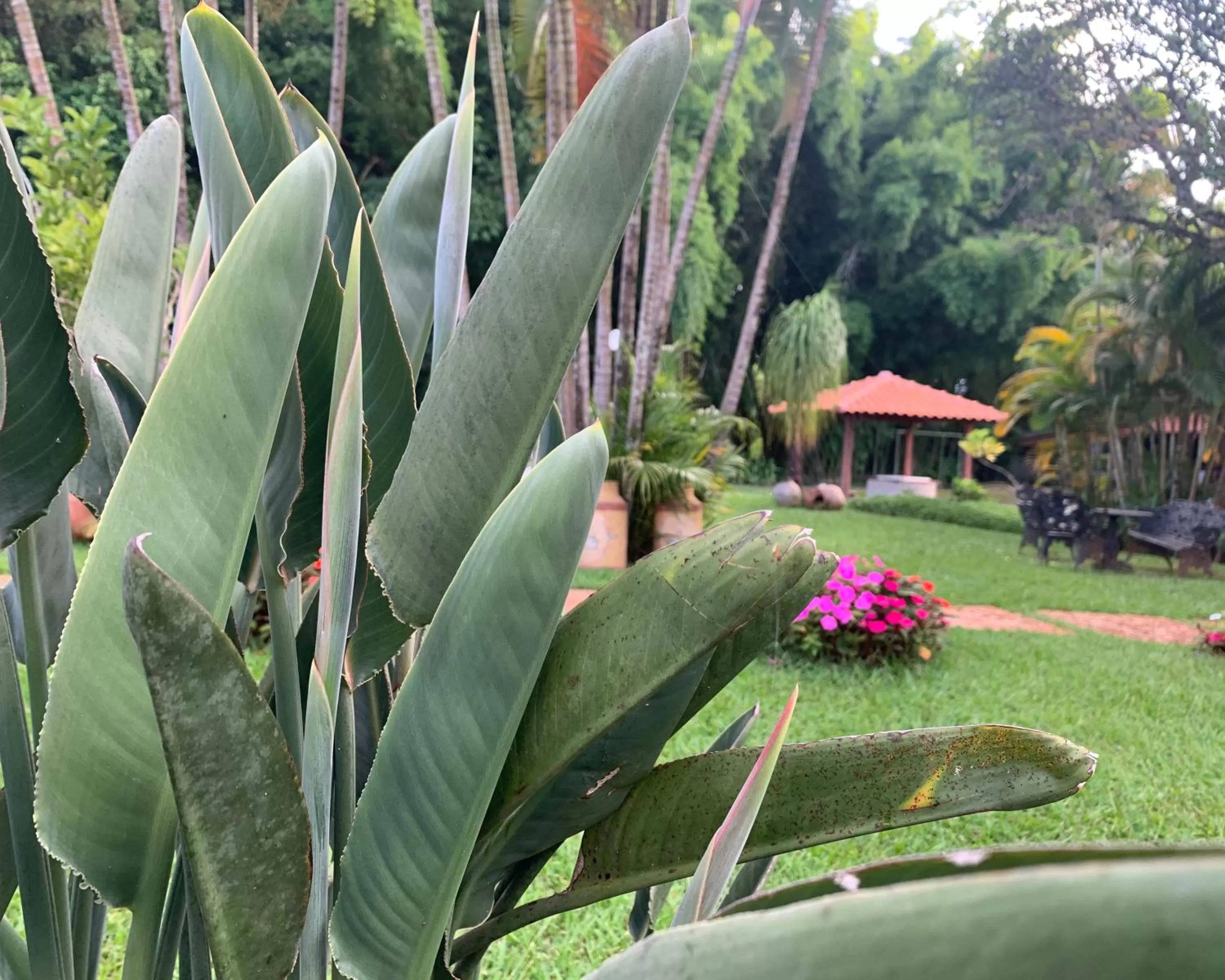 Garden in Pousada Villa Real