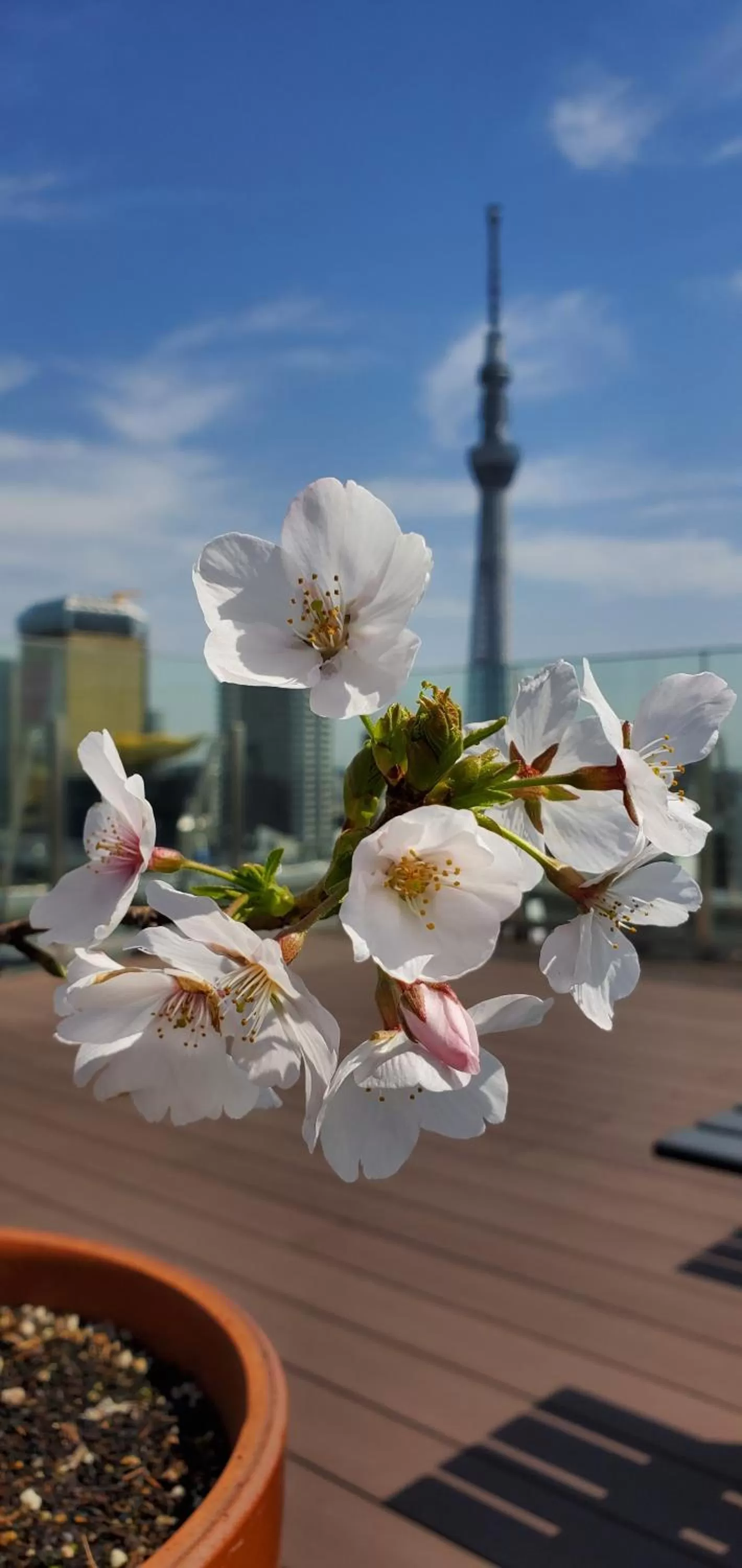 Spring in Hotel Wing International Select Asakusa Komagata