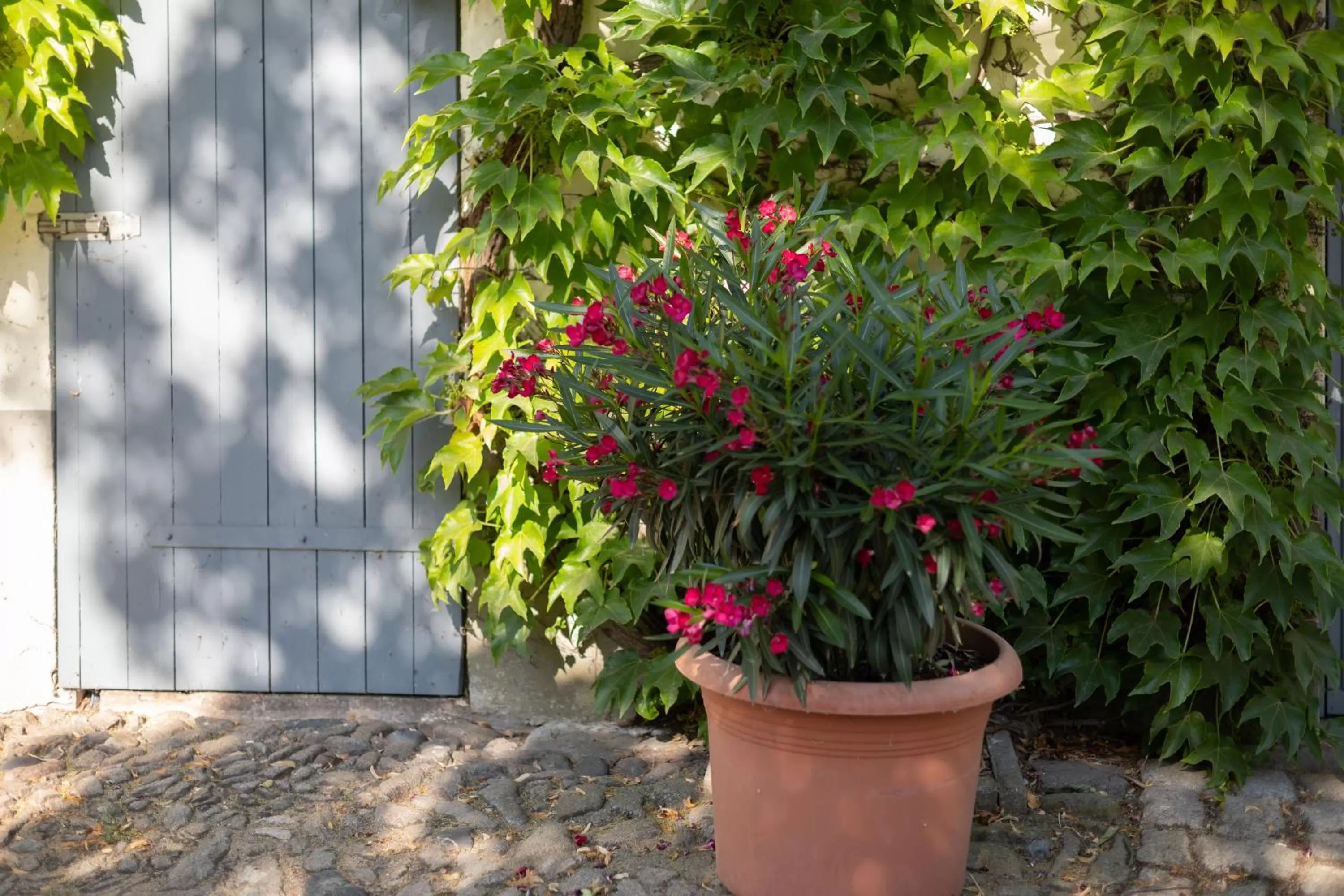 Patio in Hotel Moritz an der Elbe