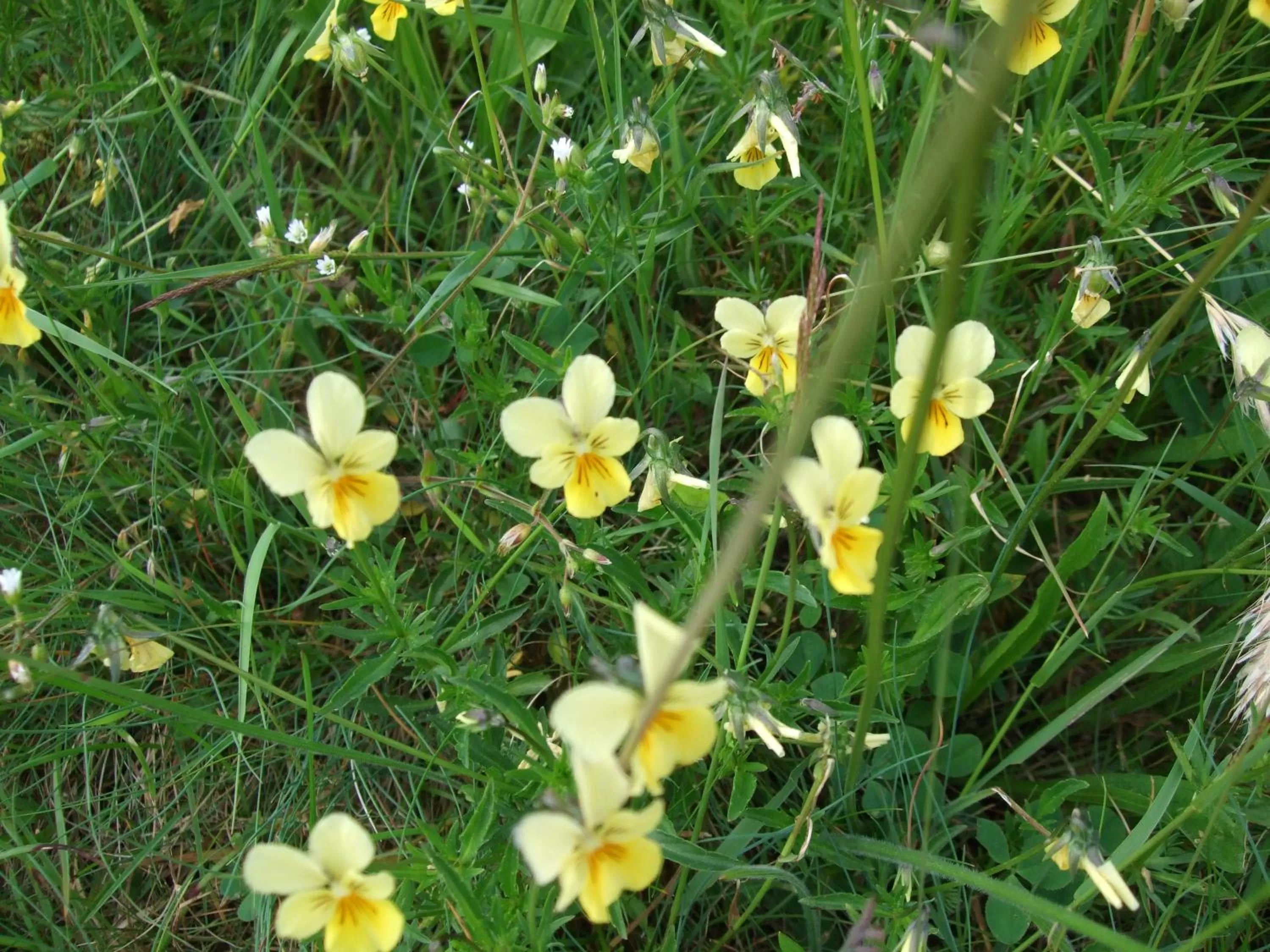 Natural landscape in Parkhotel Hammerberg