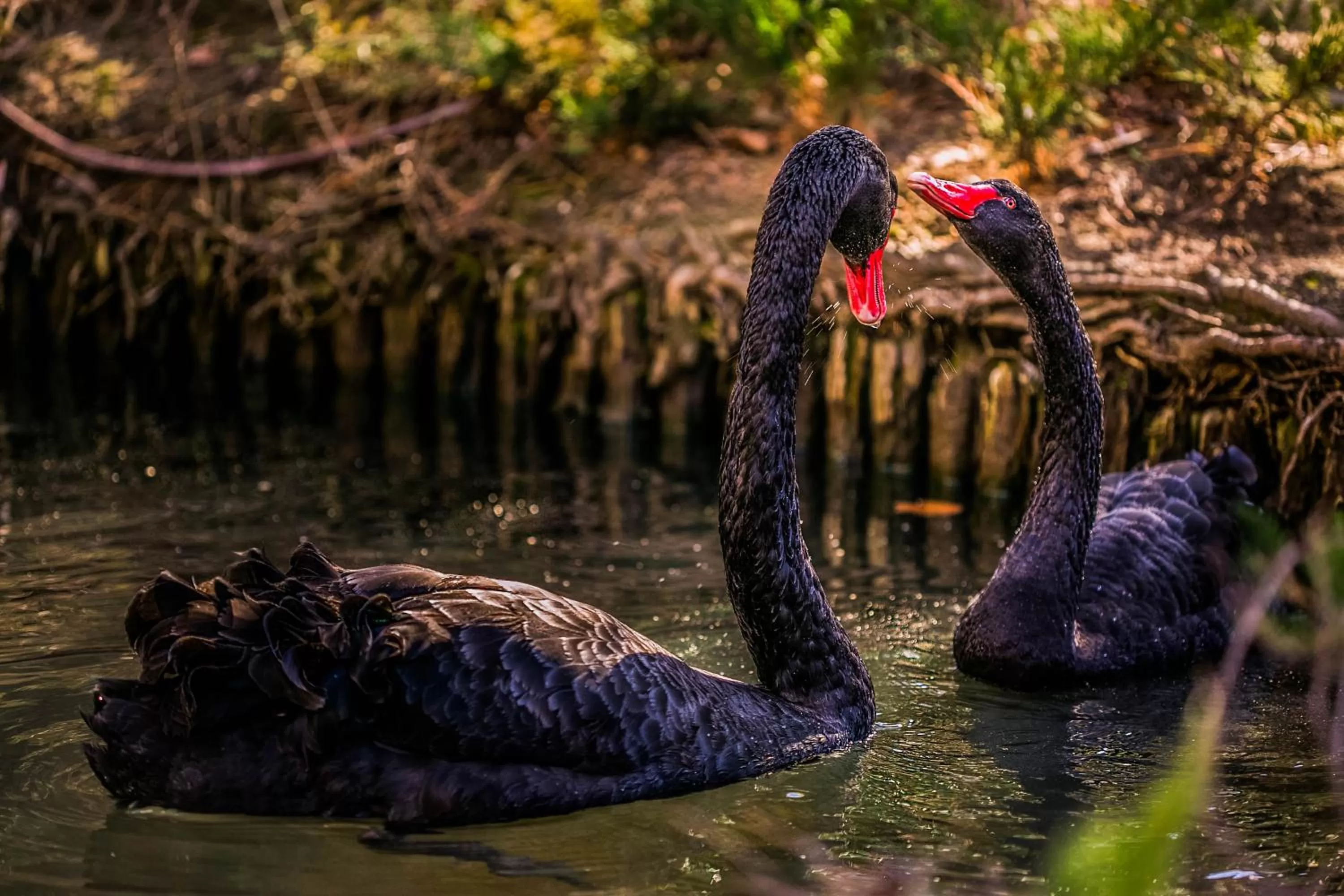 Garden in Hotel Marinela Sofia