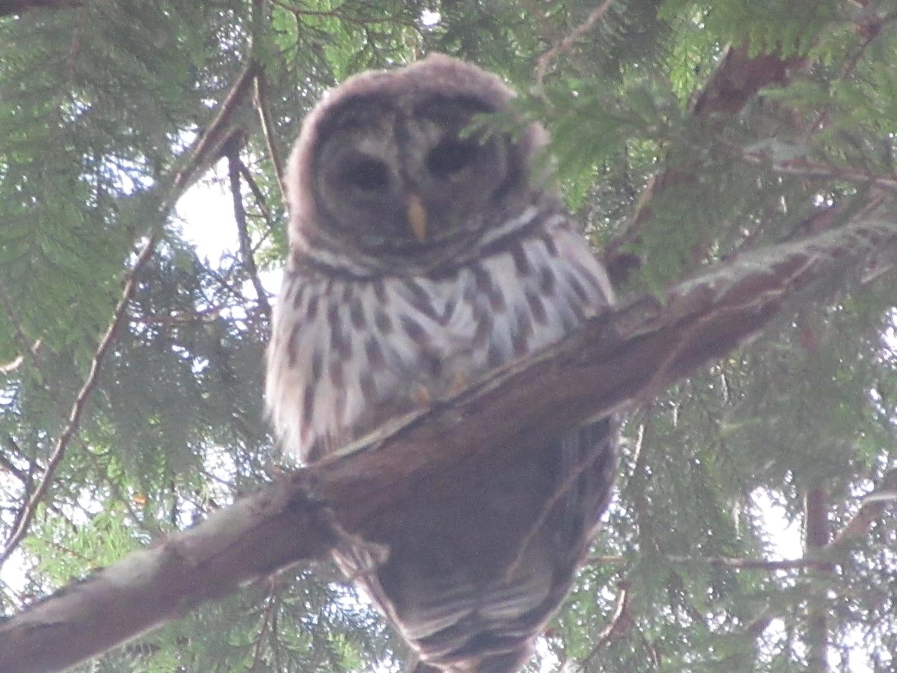 Natural landscape in Magnolia Petal