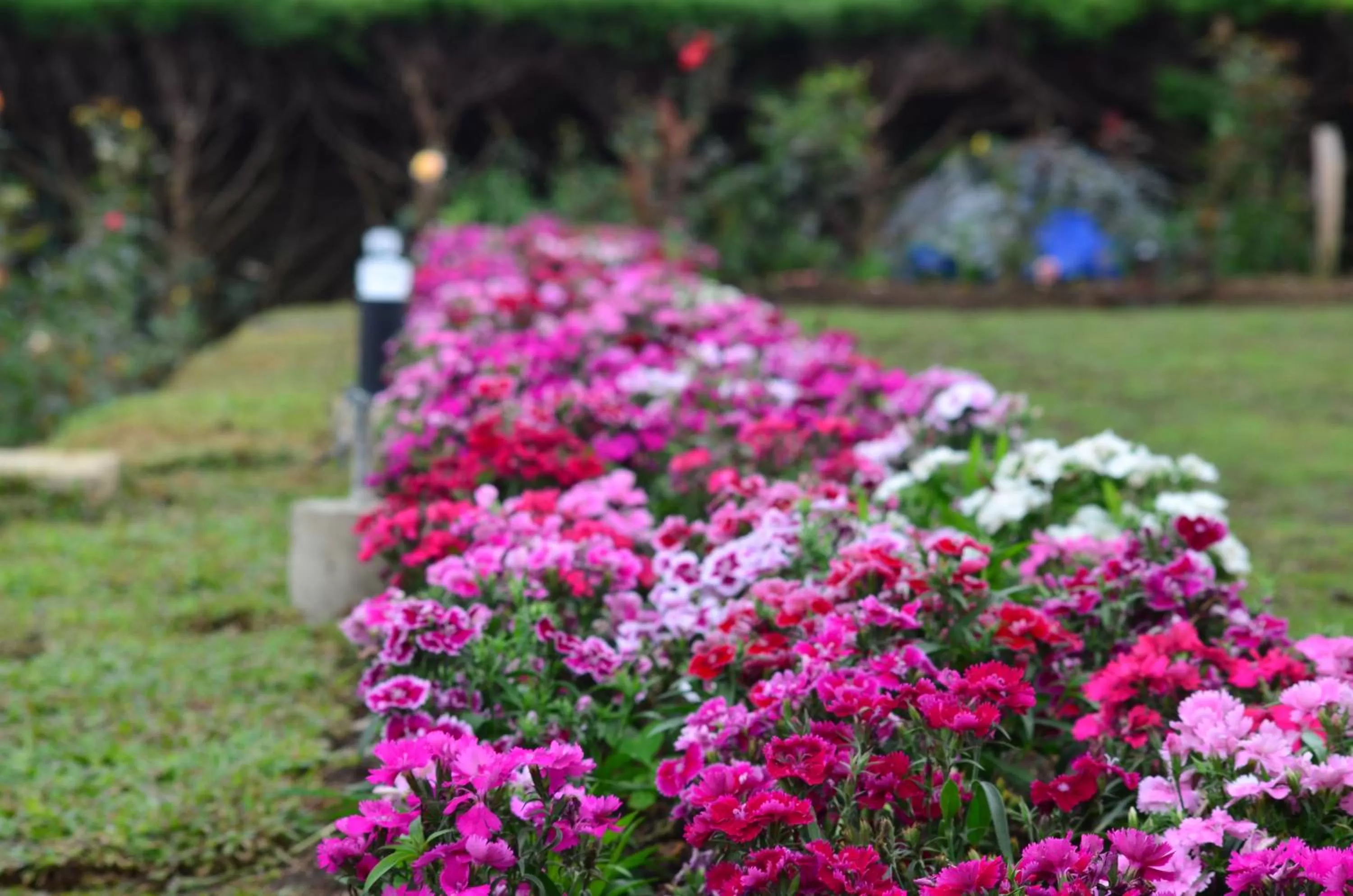 Garden in Ripon Grand Hill By EHI