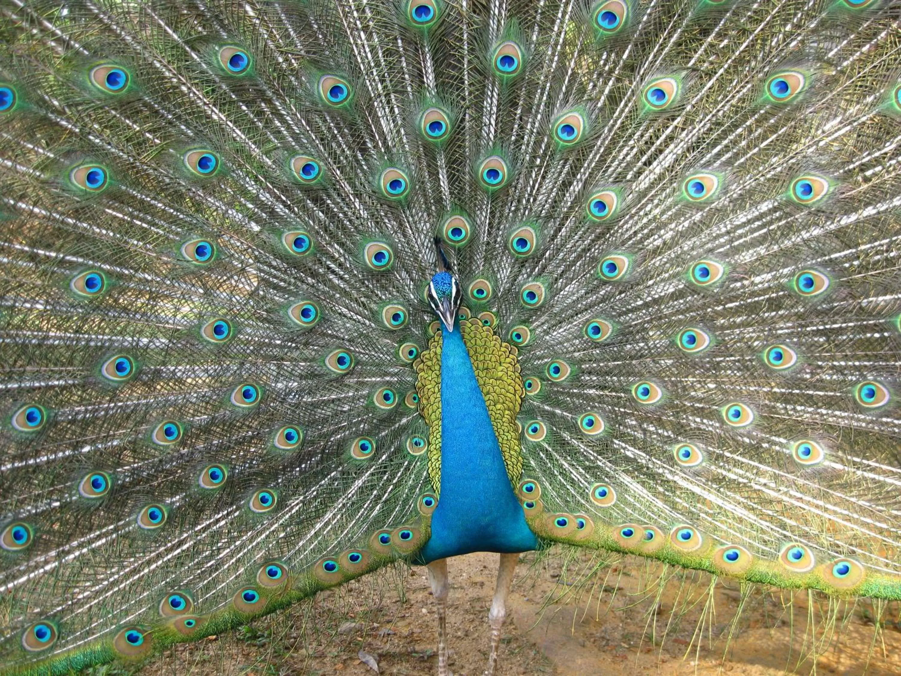 View (from property/room) in Galawatta Beach Resort