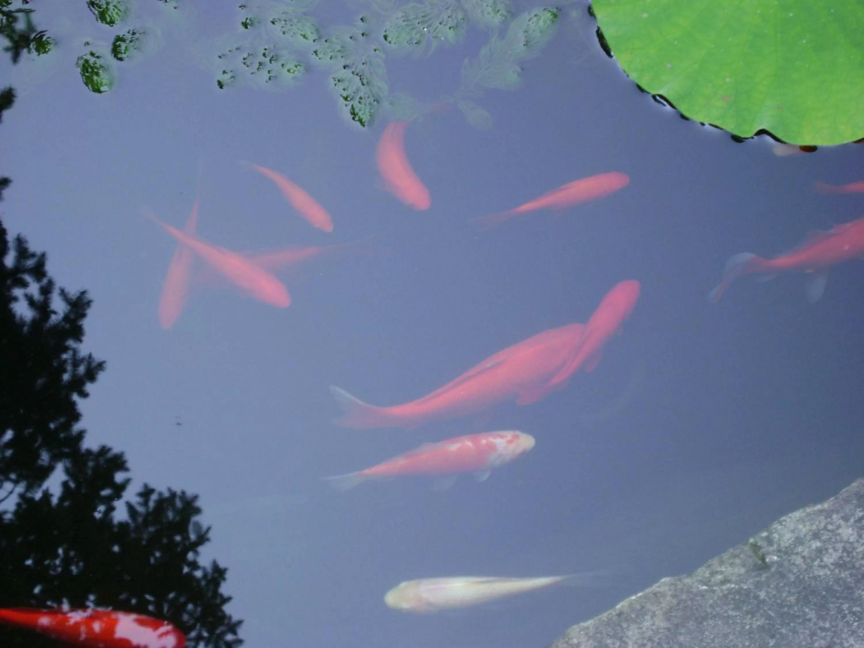 Animals in Four Creeks Bed&Breakfast