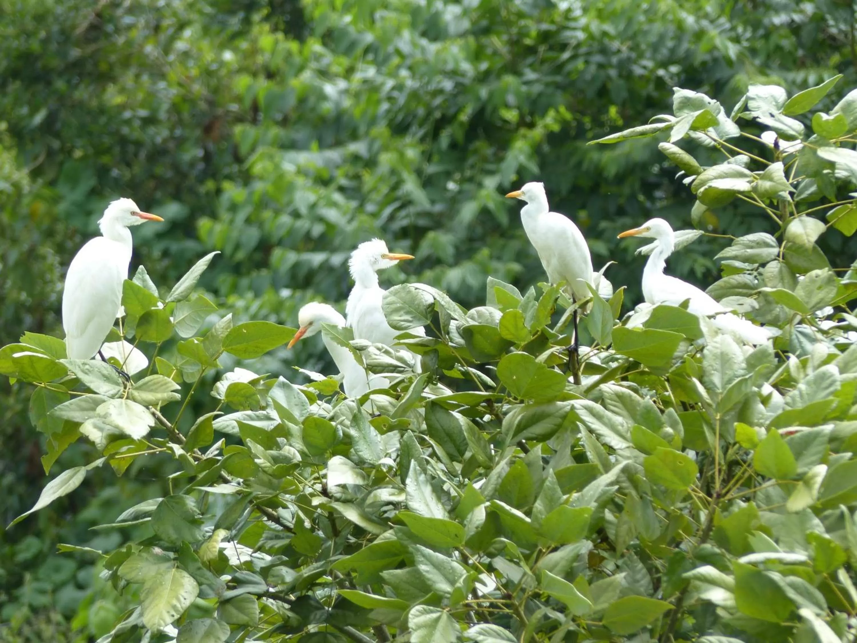 Pets, Other Animals in Ecoresort Gran Azul