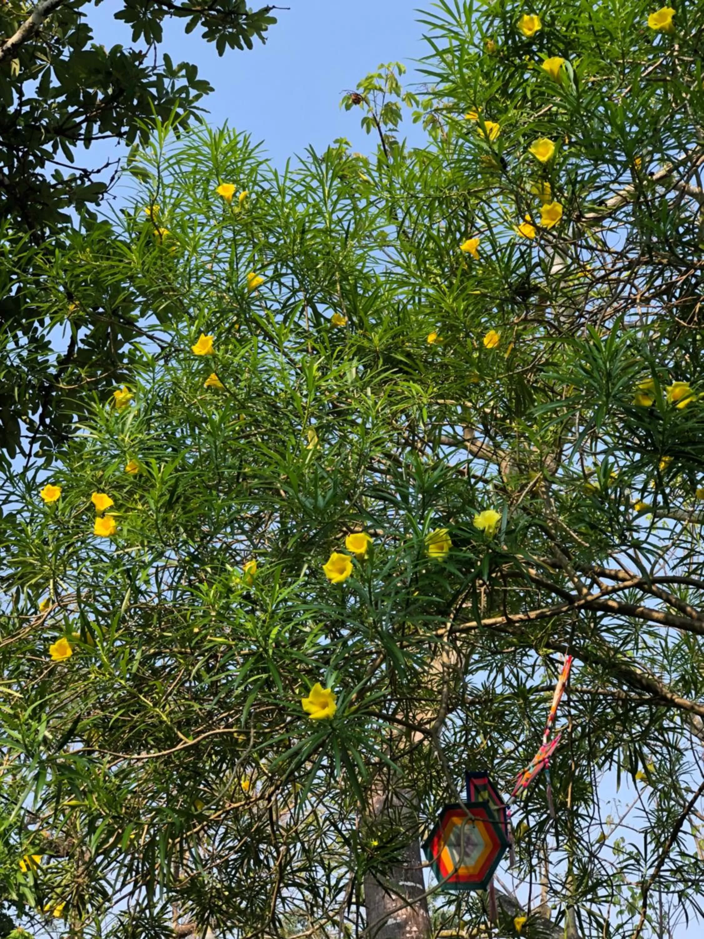 Garden in Pura Vida Pai Resort