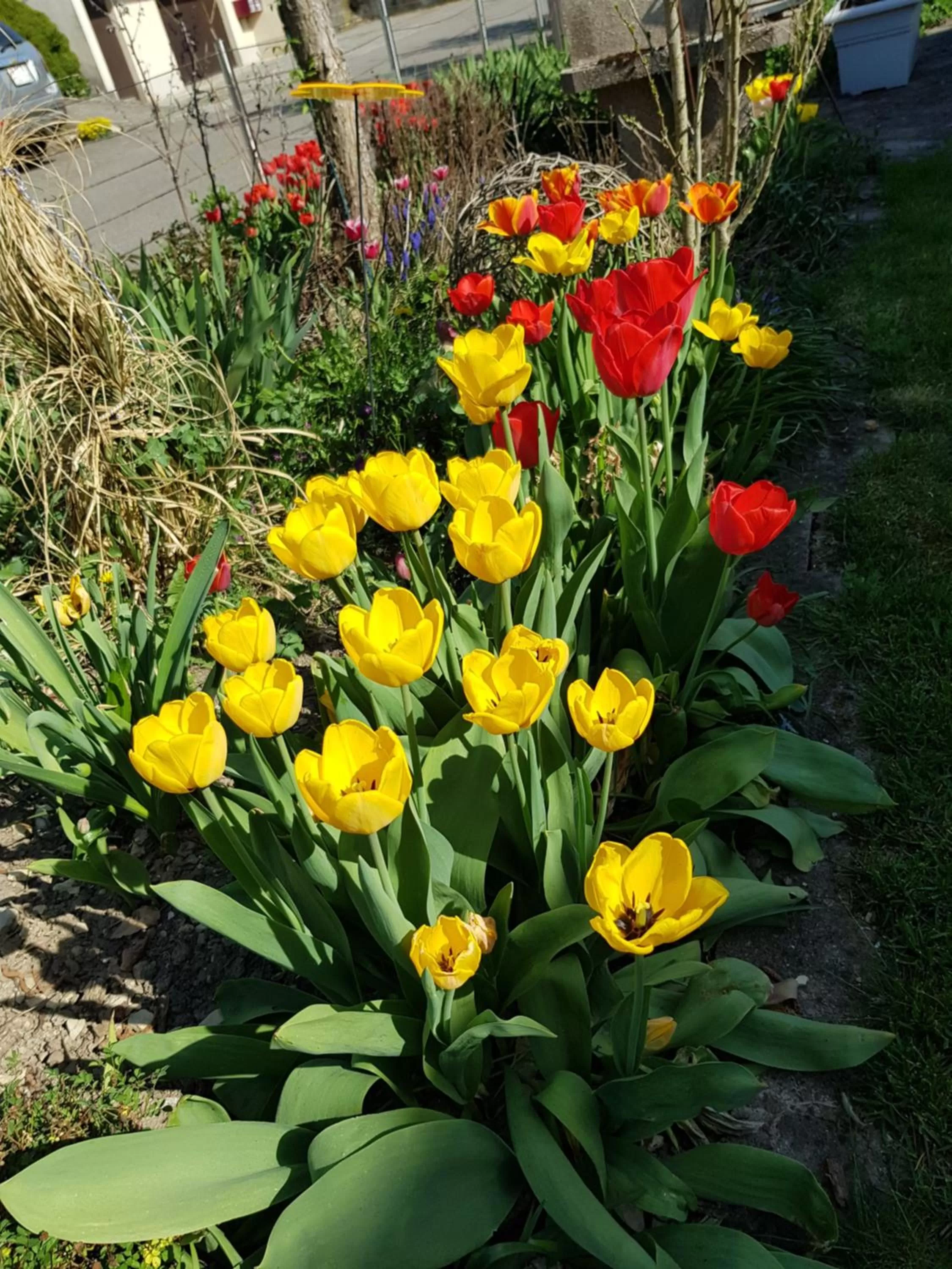 Garden in BnB Mönthal im Jurapark