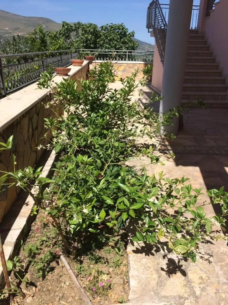 Garden in Guesthouse Villa Rosa Berat