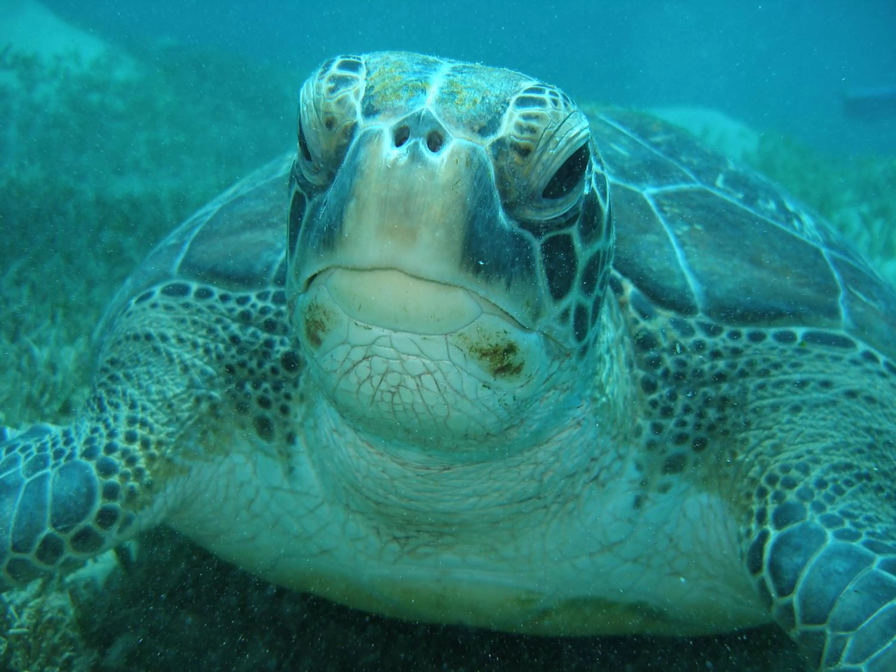 Snorkeling in Coral Sun Beach