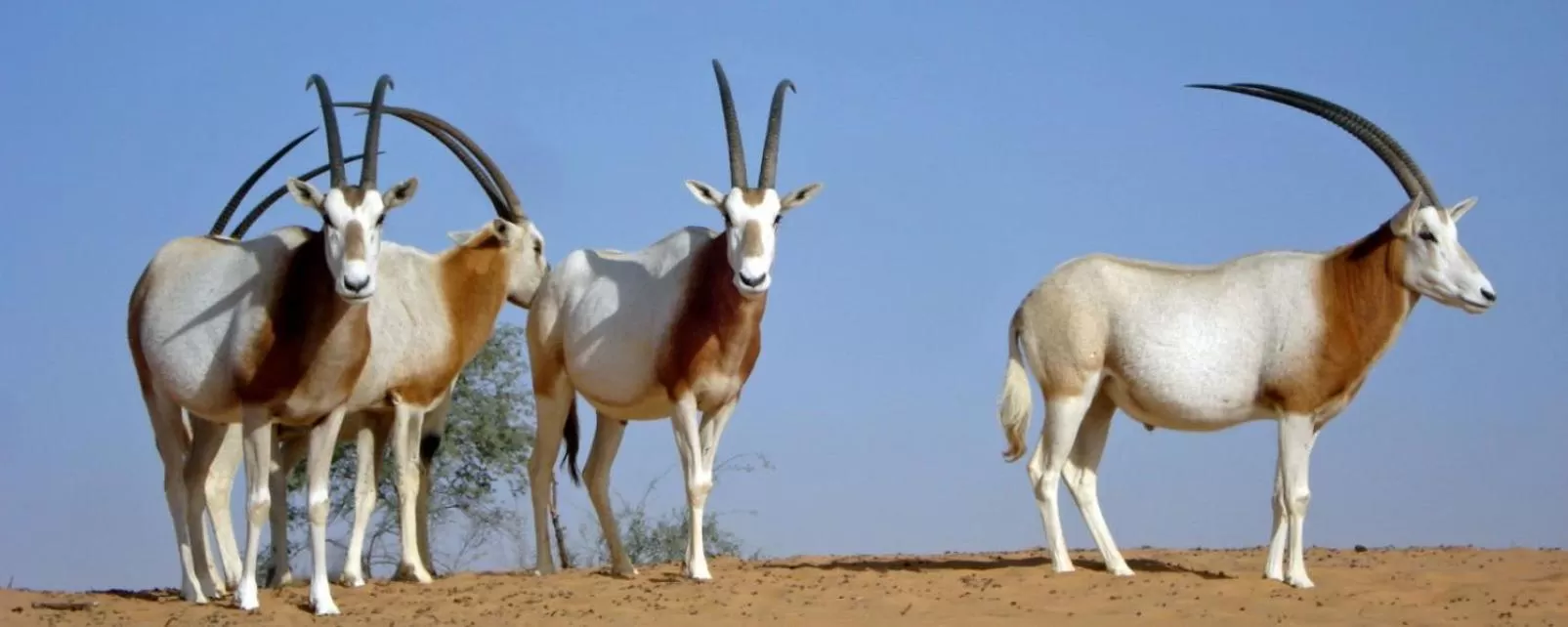 Other Animals in Hotel La Perle