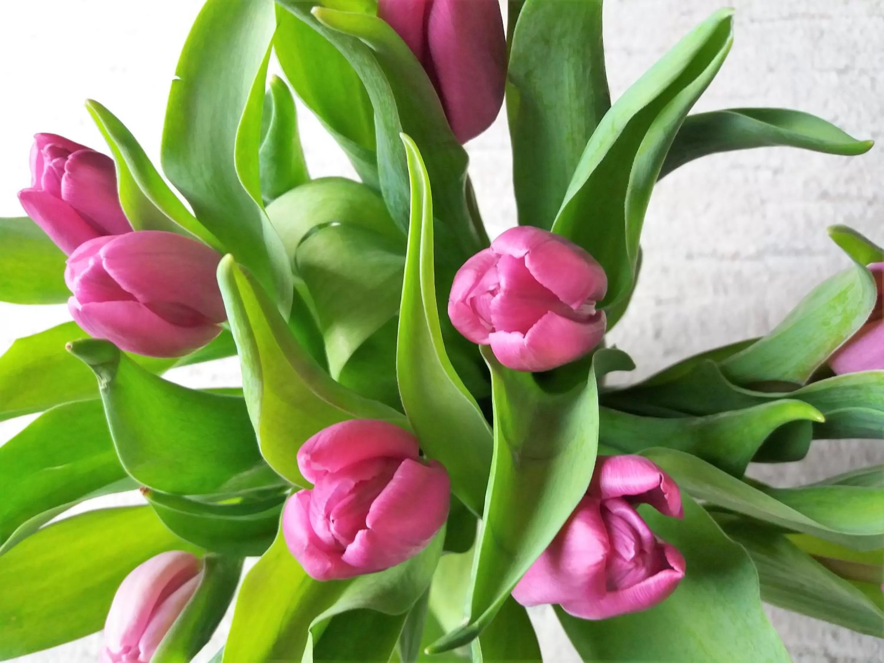 Spring in Gästehaus Am Hochsimmer